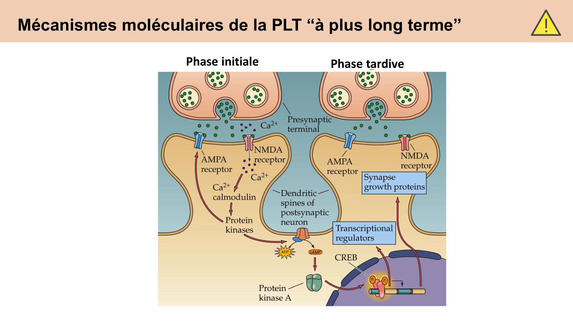 CARLETON cours 2025 Transmission Synaptique Plasticité 2 page 21