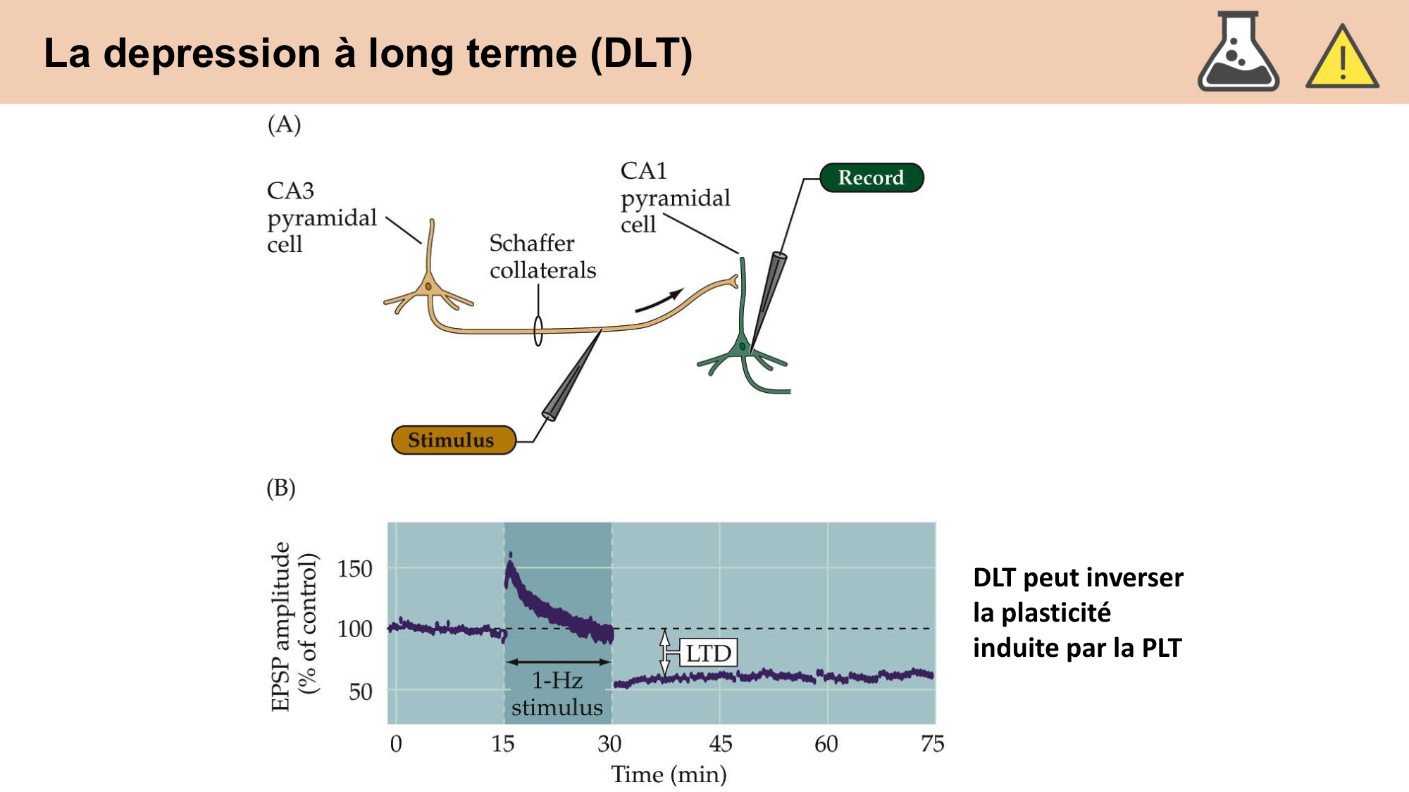 CARLETON cours 2025 Transmission Synaptique Plasticité 2 page 22