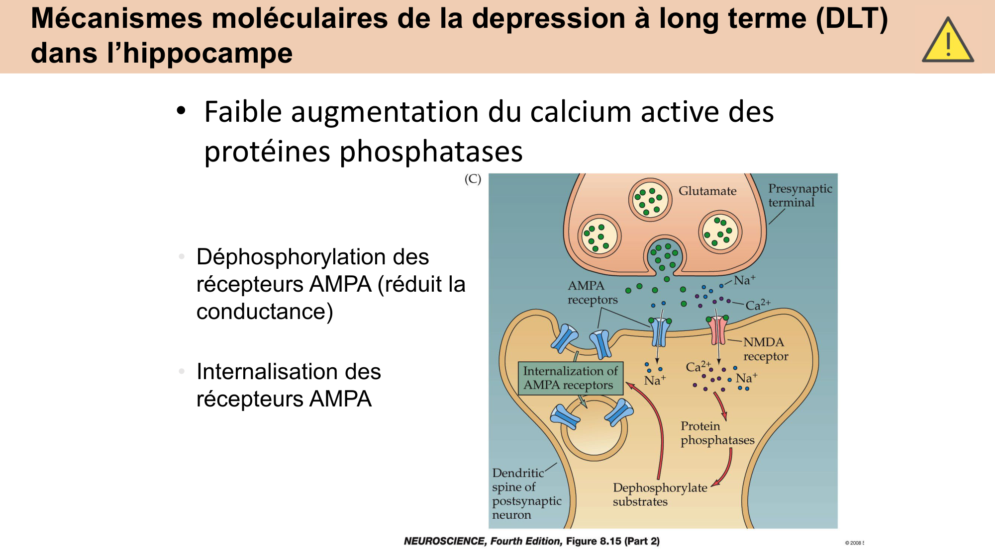 CARLETON cours 2025 Transmission Synaptique Plasticité 2 page 23