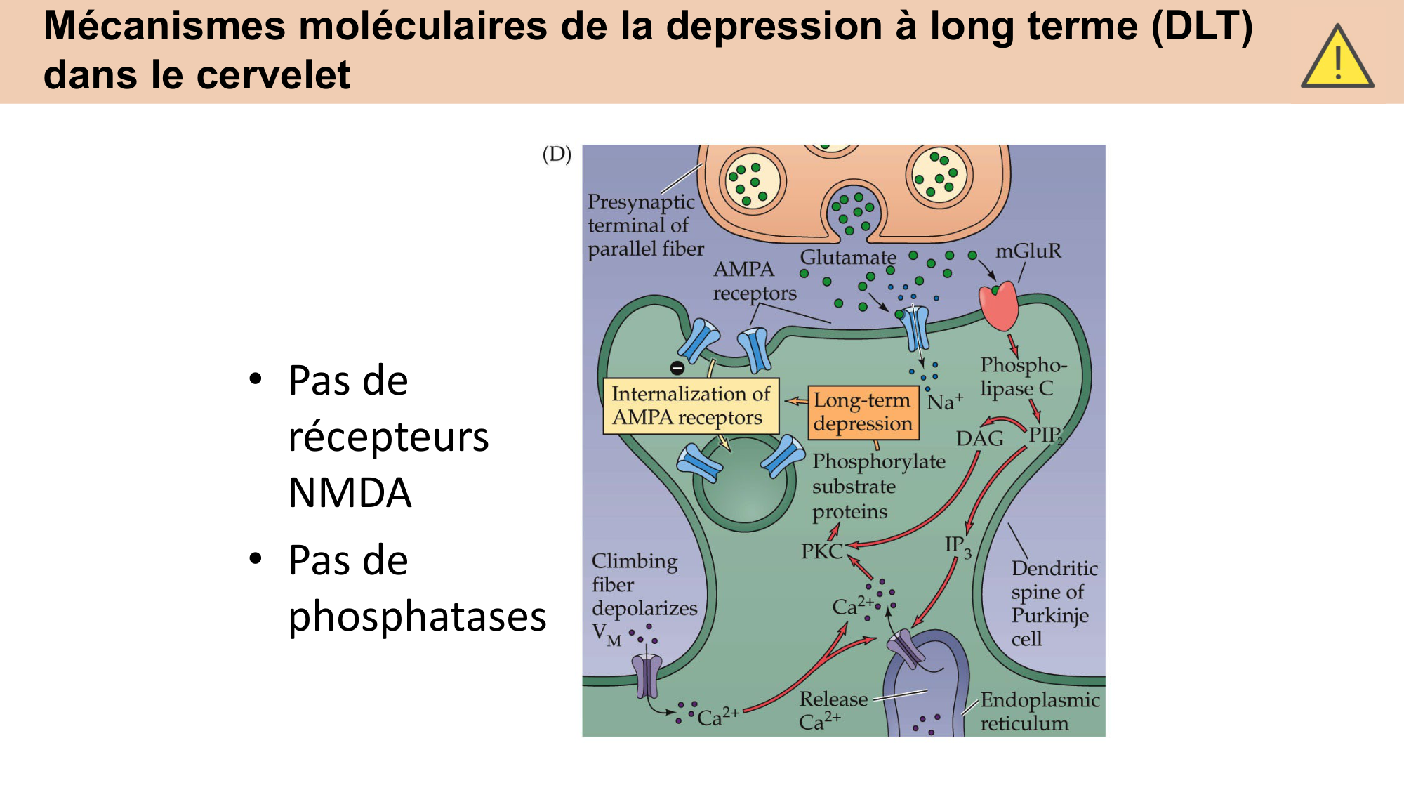 CARLETON cours 2025 Transmission Synaptique Plasticité 2 page 24