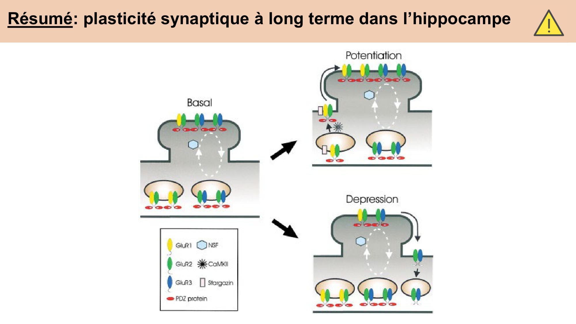 CARLETON cours 2025 Transmission Synaptique Plasticité 2 page 25