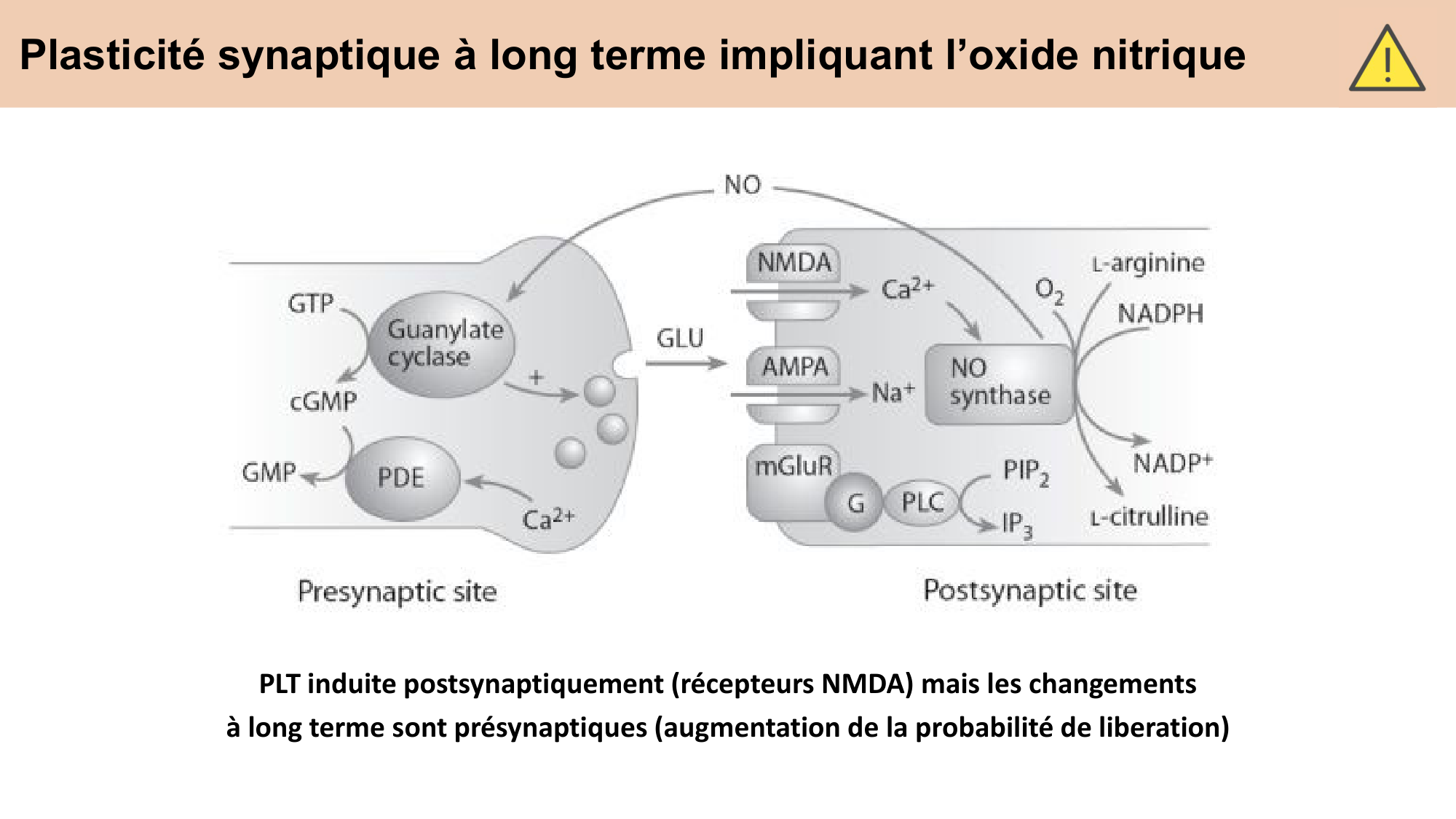 CARLETON cours 2025 Transmission Synaptique Plasticité 2 page 26