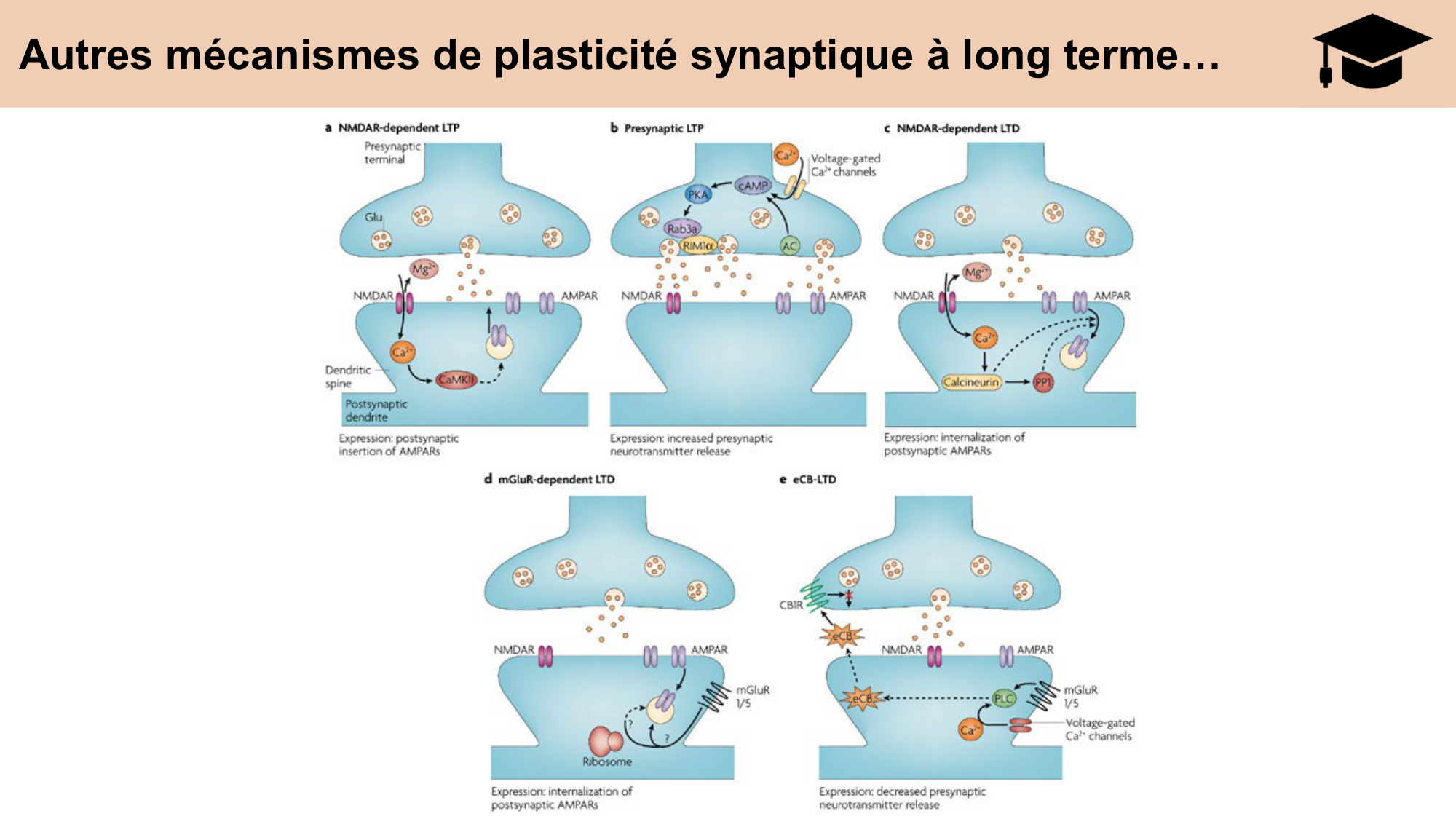 CARLETON cours 2025 Transmission Synaptique Plasticité 2 page 27