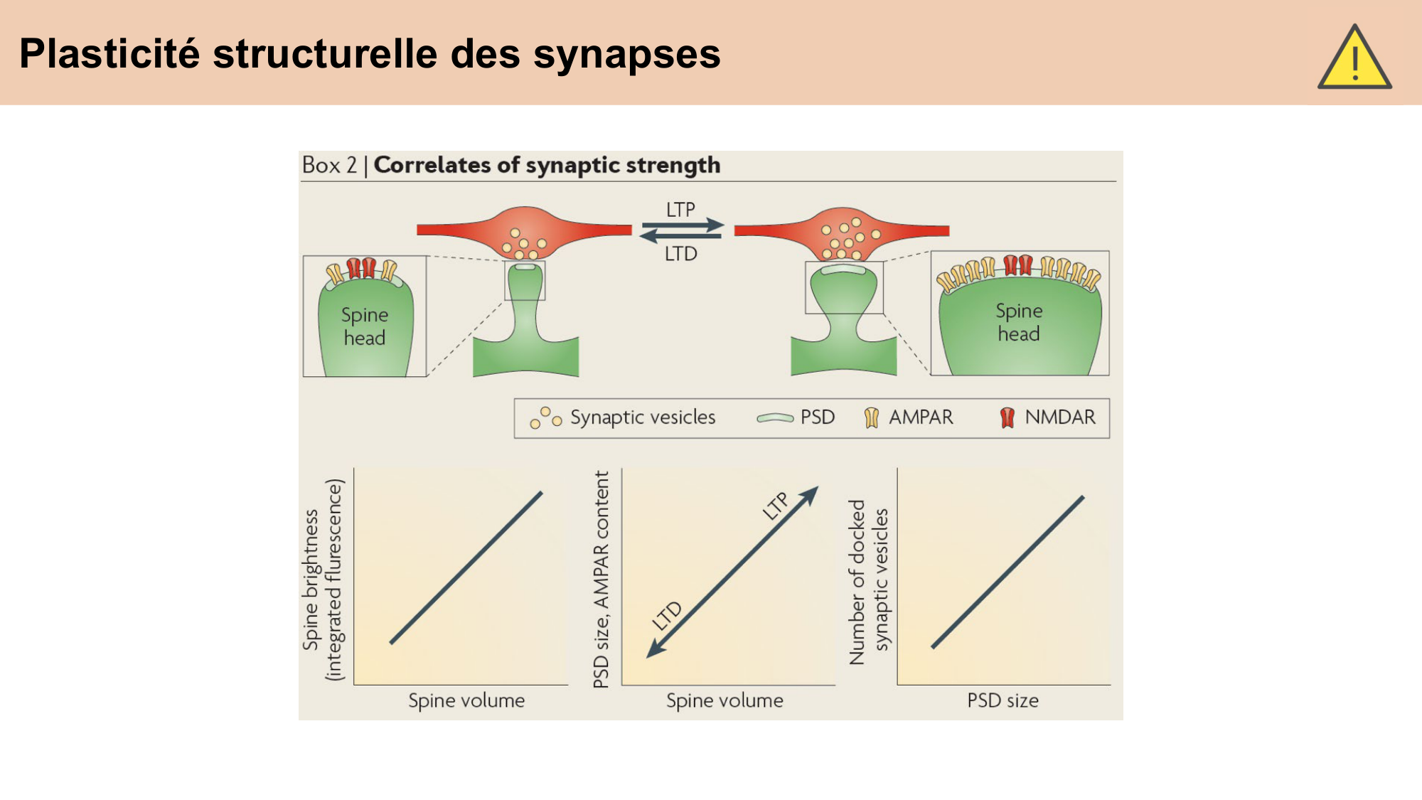 CARLETON cours 2025 Transmission Synaptique Plasticité 2 page 28