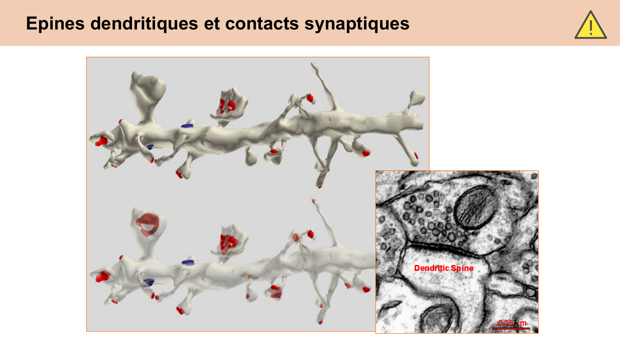 CARLETON cours 2025 Transmission Synaptique Plasticité 2 page 29