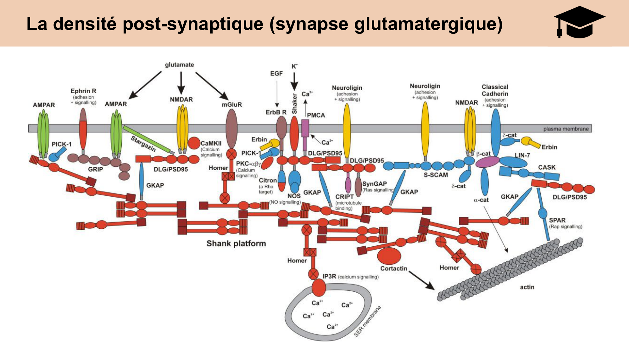 CARLETON cours 2025 Transmission Synaptique Plasticité 2 page 30