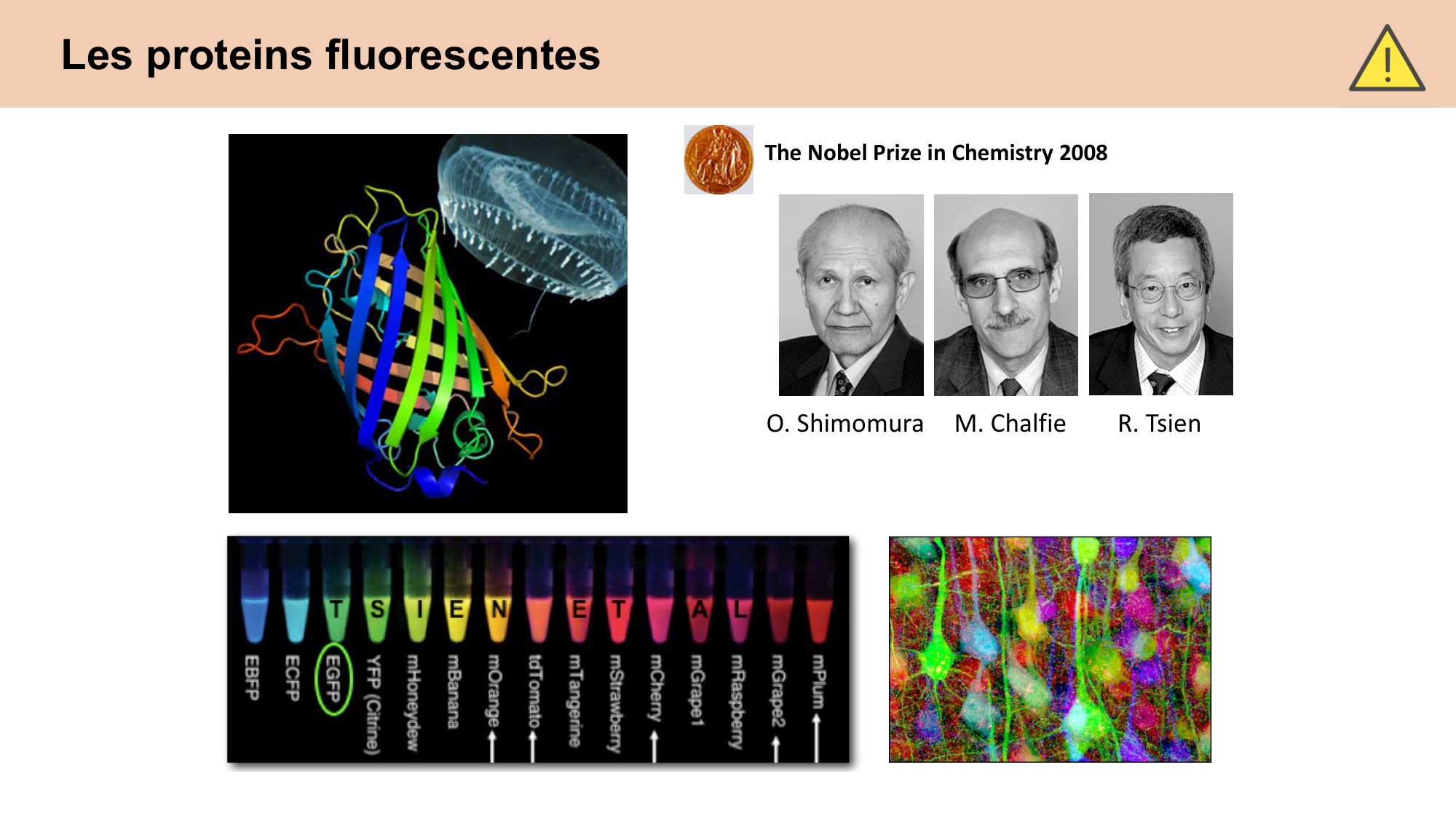 CARLETON cours 2025 Transmission Synaptique Plasticité 2 page 33