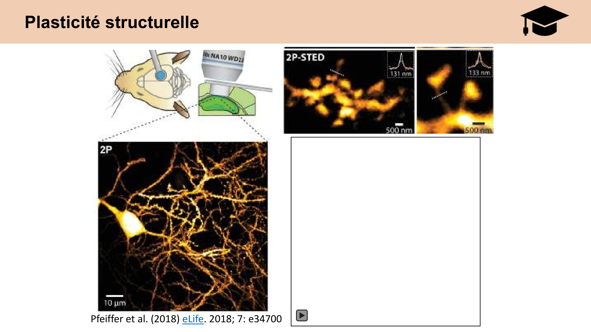 CARLETON cours 2025 Transmission Synaptique Plasticité 2 page 34