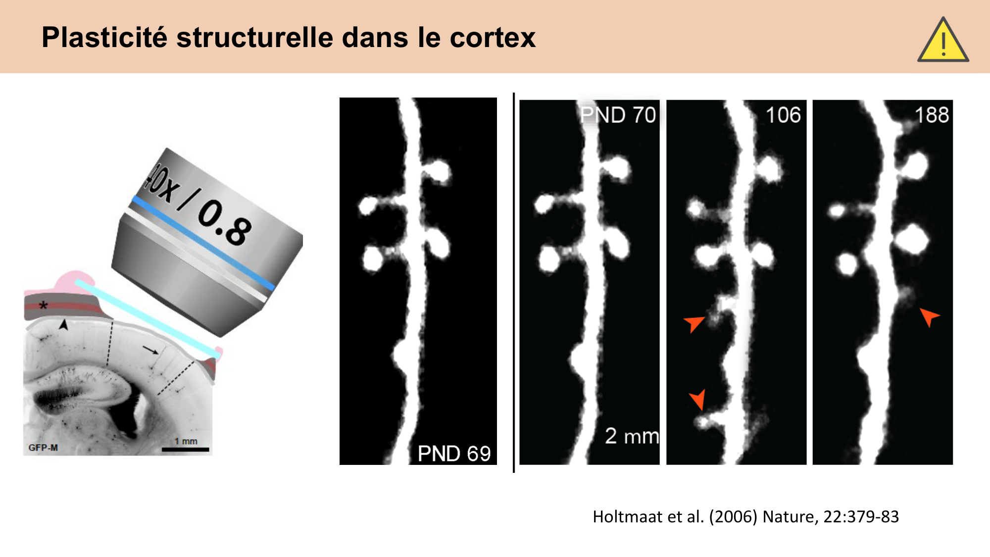 CARLETON cours 2025 Transmission Synaptique Plasticité 2 page 35