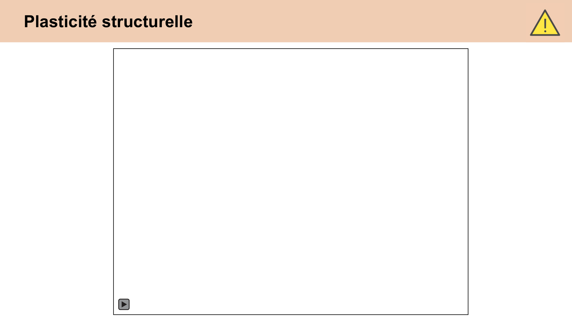 CARLETON cours 2025 Transmission Synaptique Plasticité 2 page 36