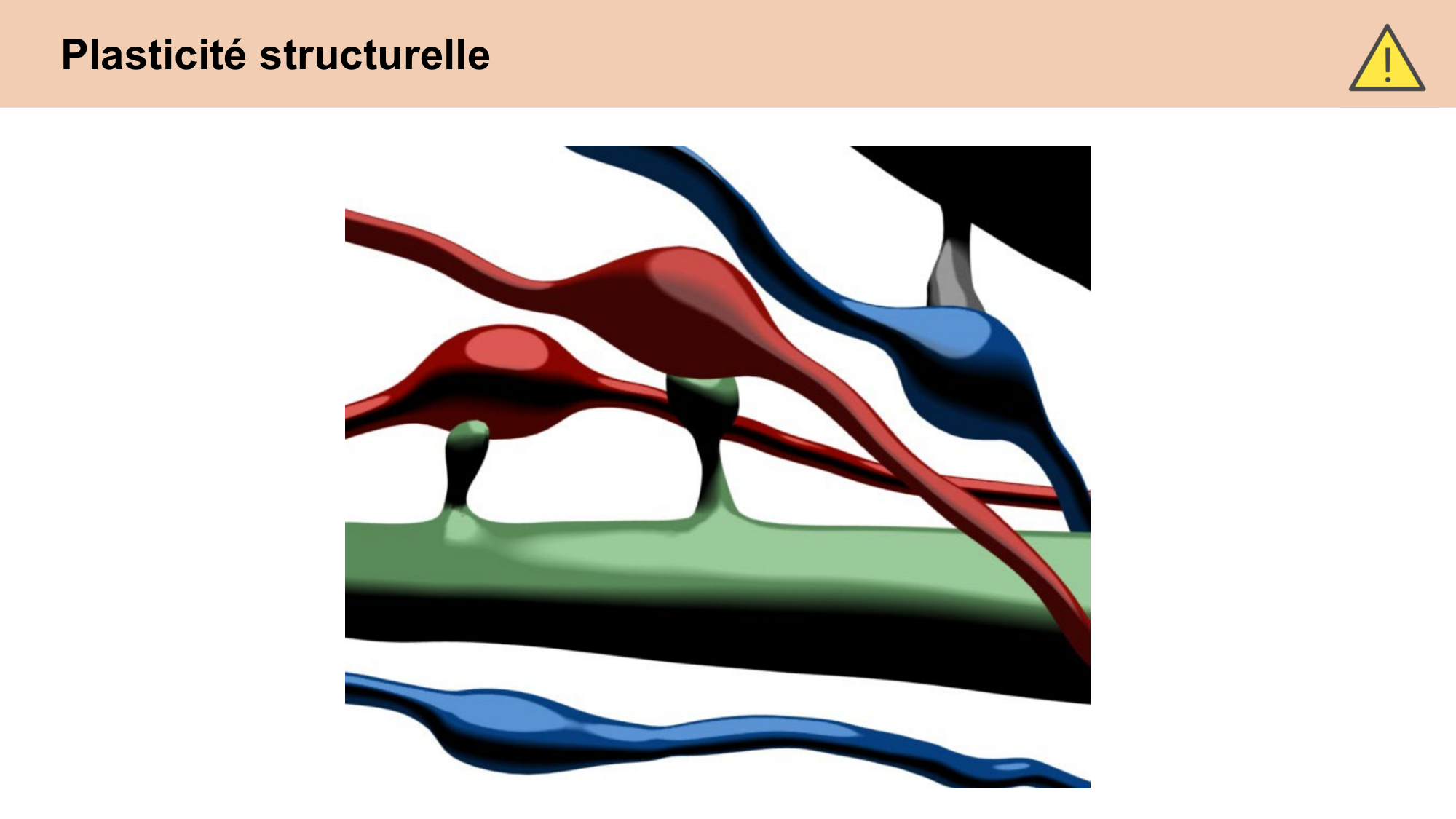 CARLETON cours 2025 Transmission Synaptique Plasticité 2 page 37