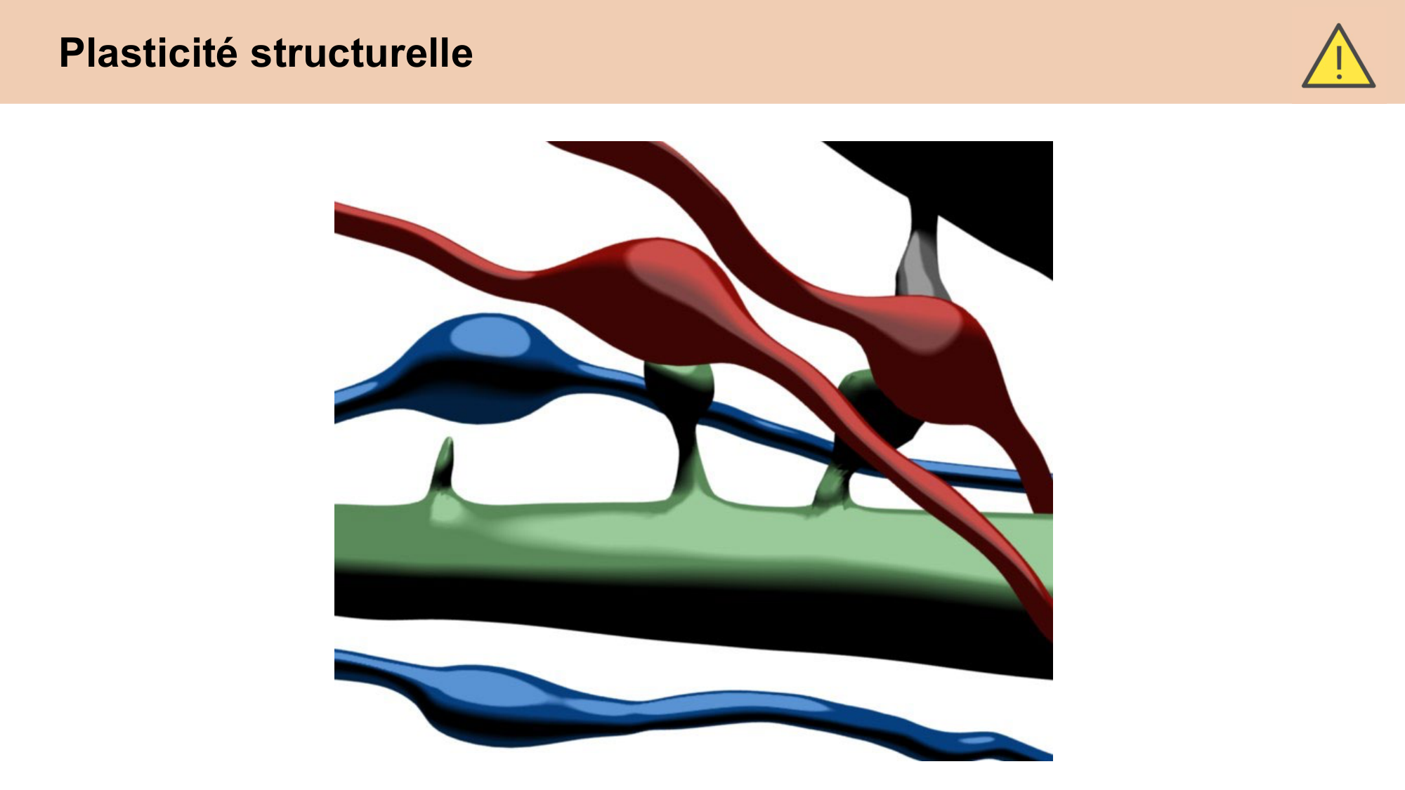 CARLETON cours 2025 Transmission Synaptique Plasticité 2 page 38