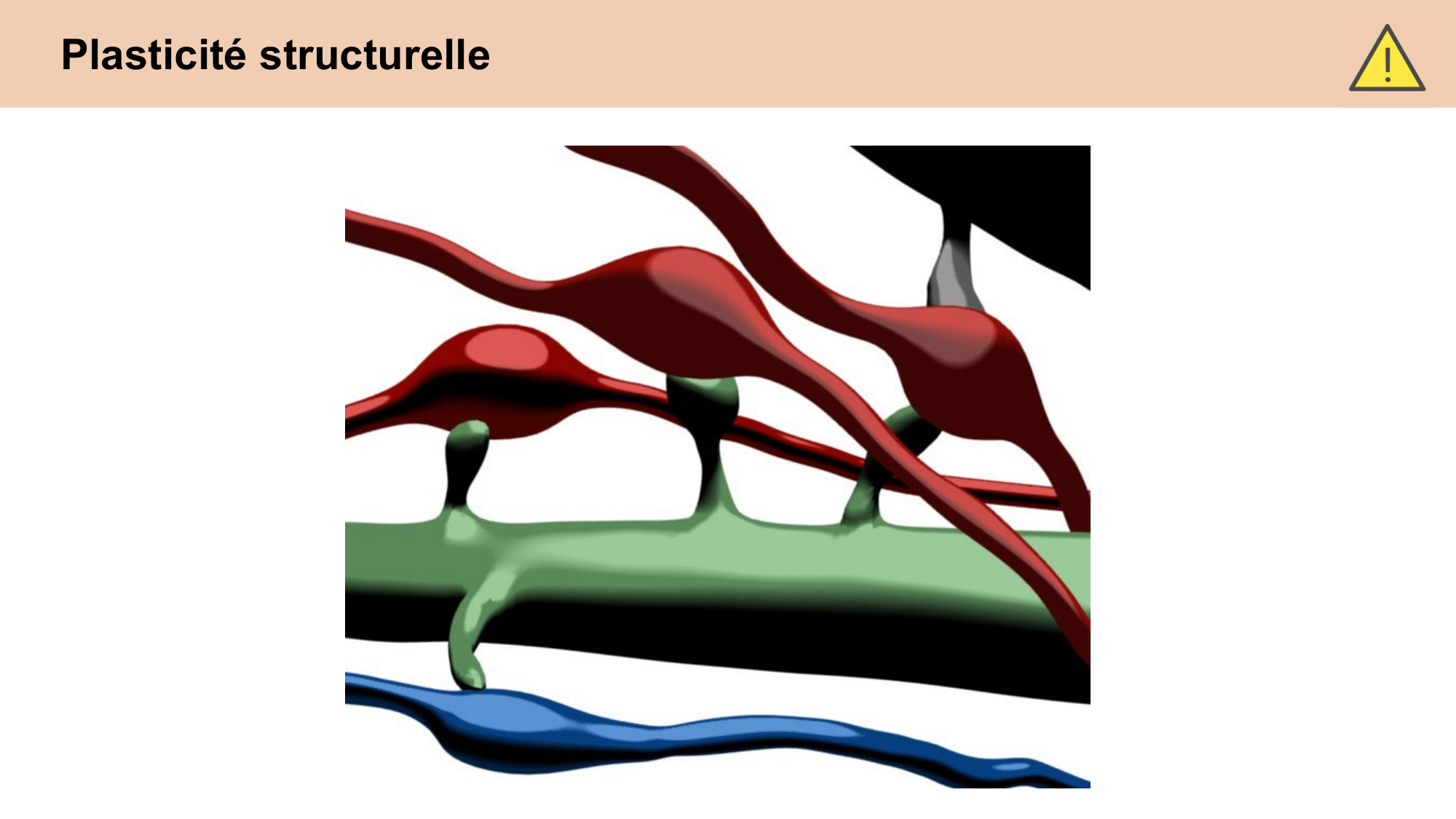 CARLETON cours 2025 Transmission Synaptique Plasticité 2 page 39