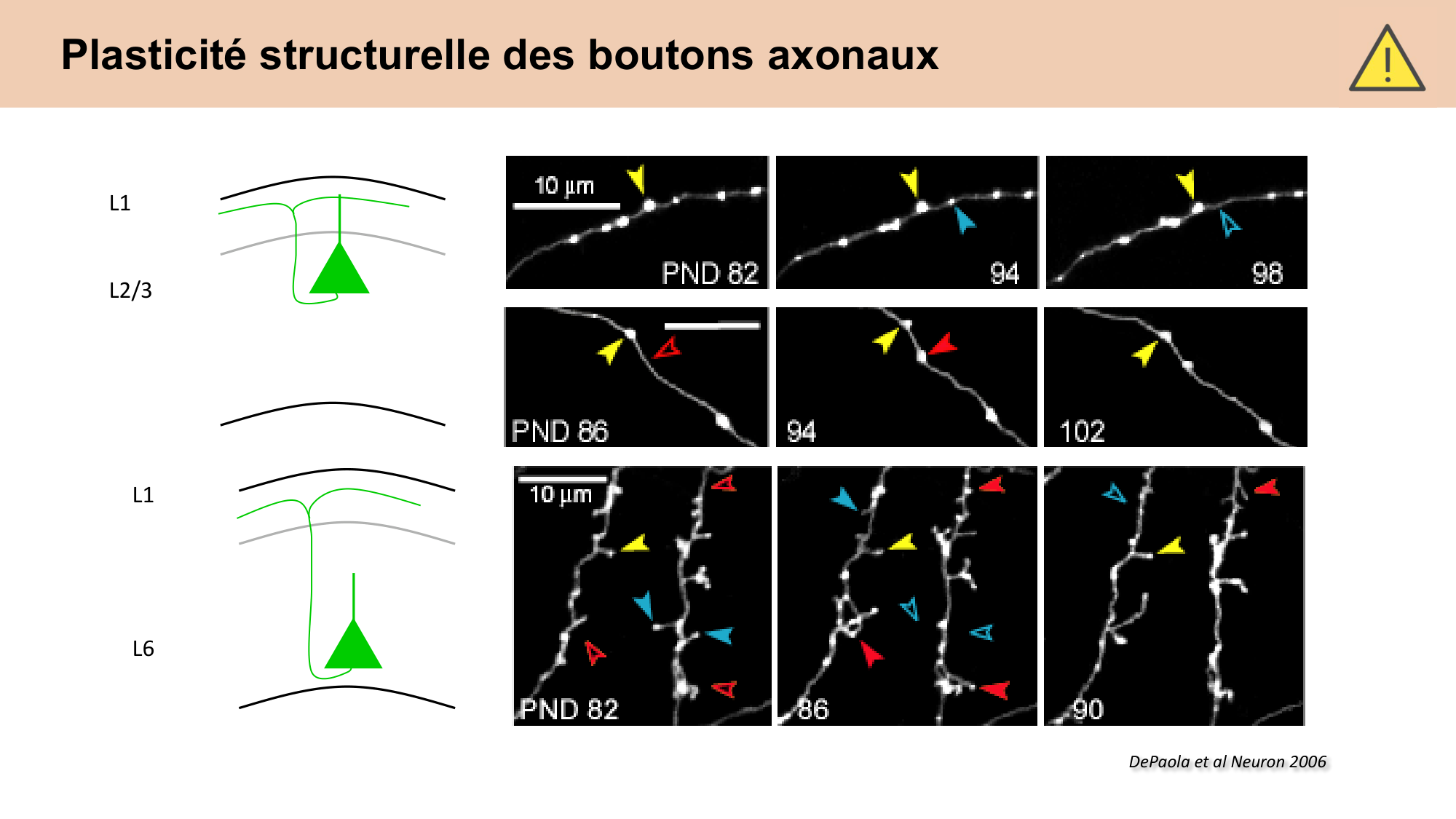CARLETON cours 2025 Transmission Synaptique Plasticité 2 page 40