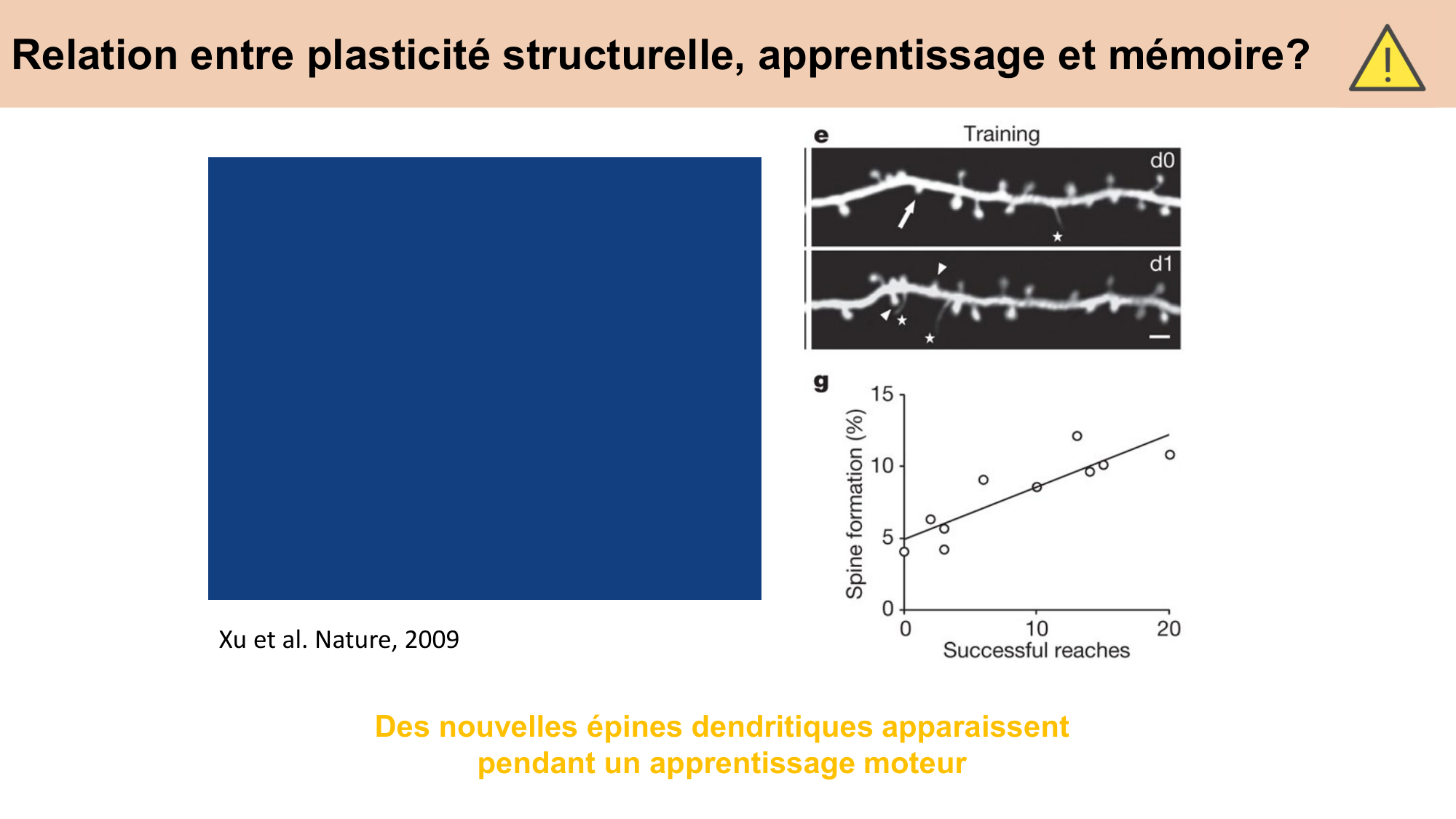 CARLETON cours 2025 Transmission Synaptique Plasticité 2 page 41
