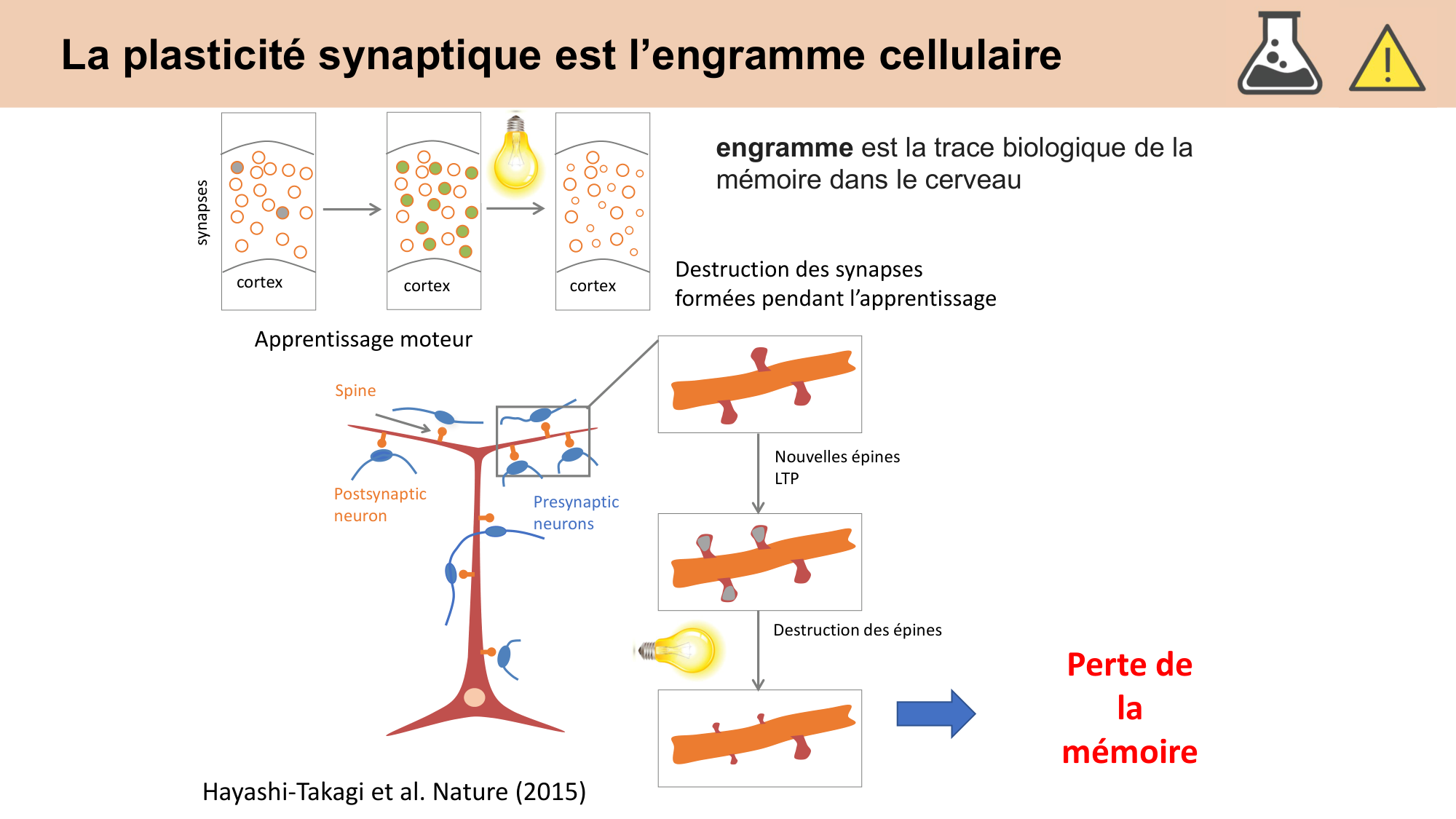 CARLETON cours 2025 Transmission Synaptique Plasticité 2 page 42