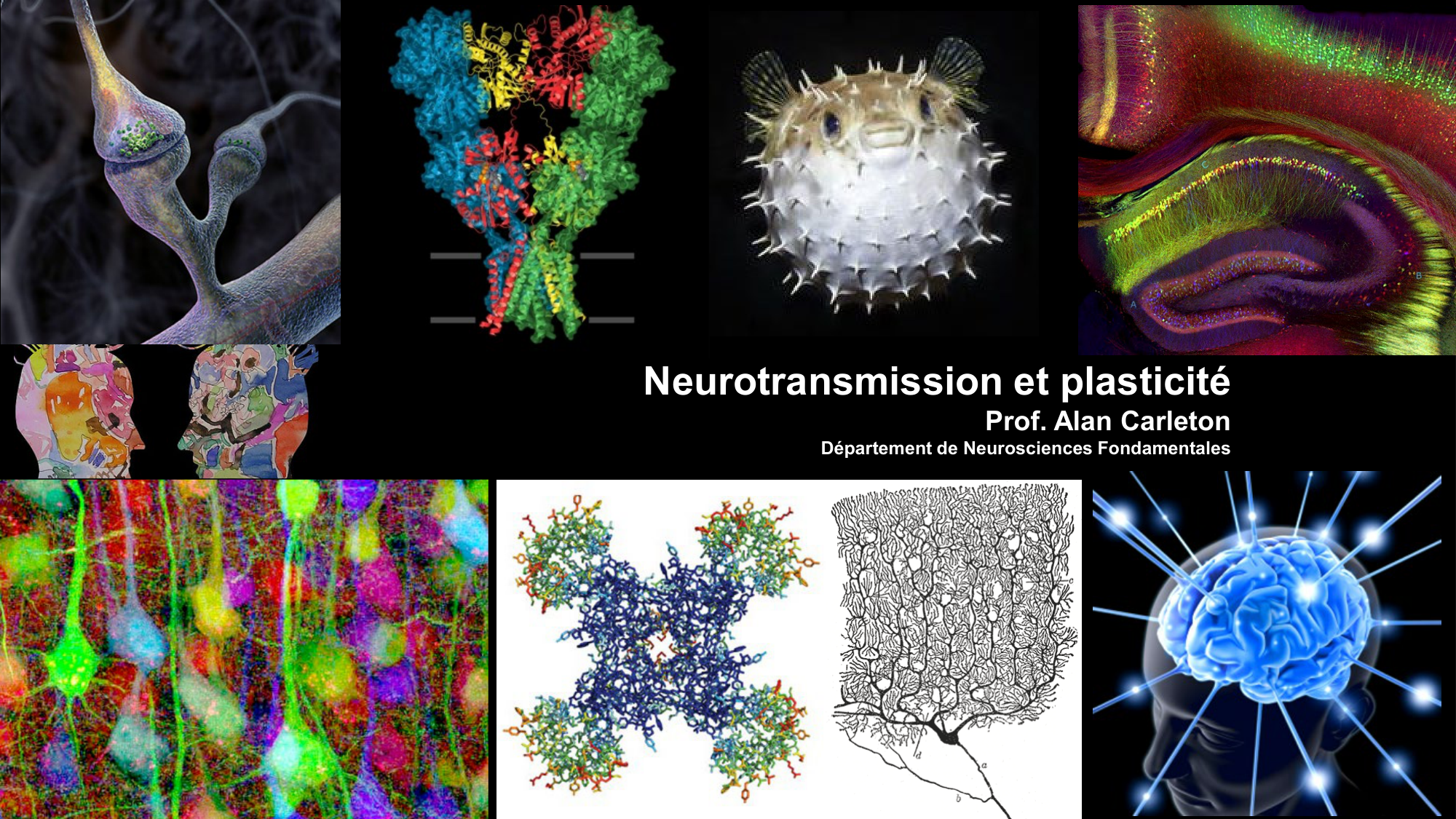 cours cellules nerveuses diversite et fonctions CARLETON 2025 page 1