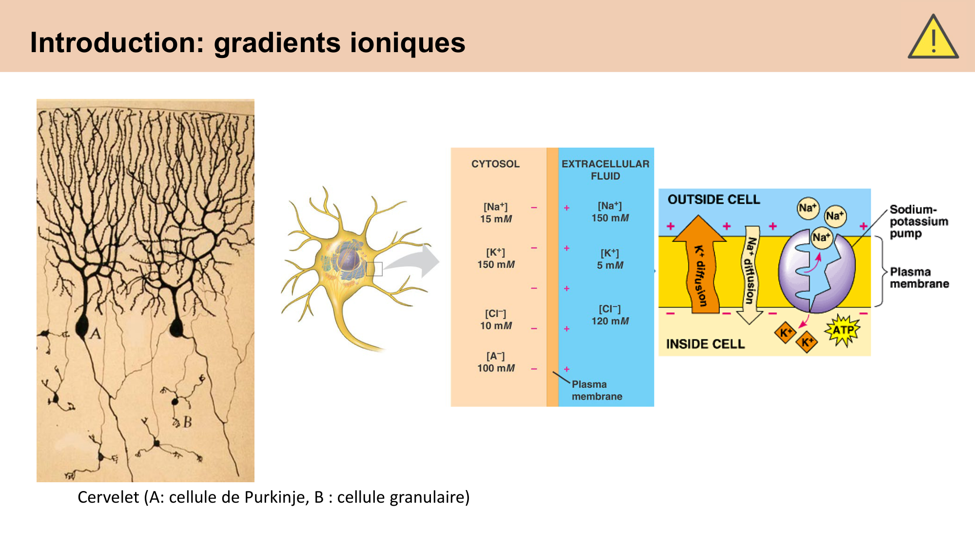 cours cellules nerveuses diversite et fonctions CARLETON 2025 page 3