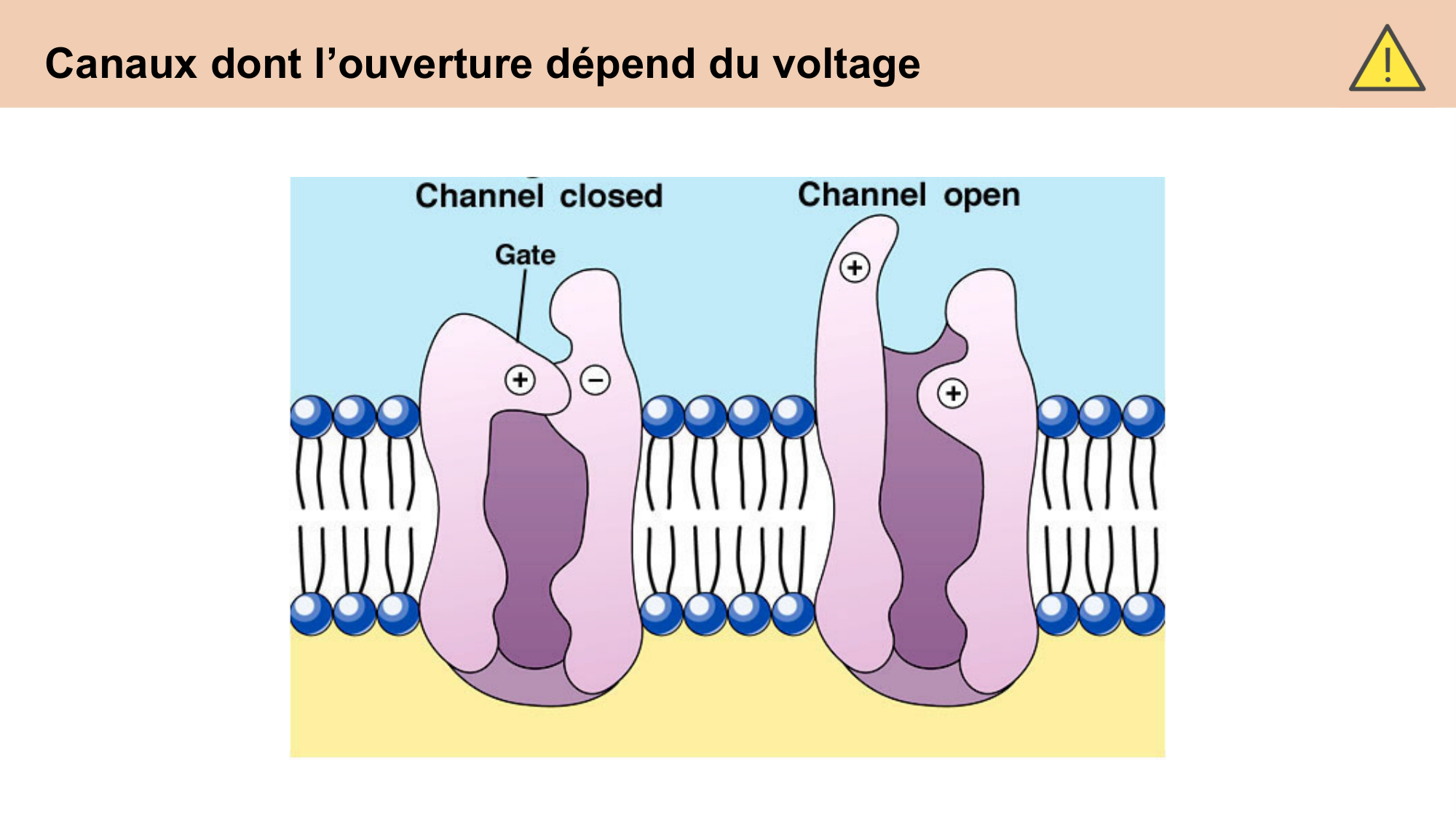 cours cellules nerveuses diversite et fonctions CARLETON 2025 page 4