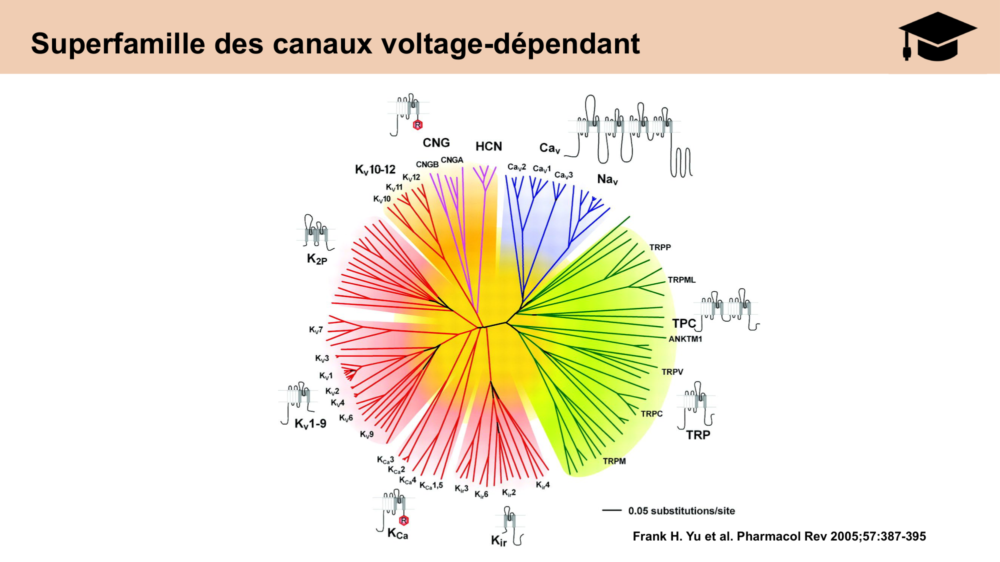 cours cellules nerveuses diversite et fonctions CARLETON 2025 page 5
