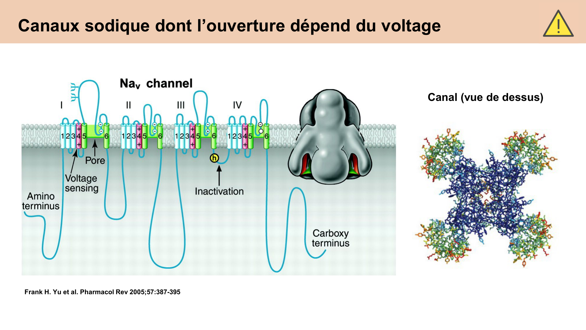 cours cellules nerveuses diversite et fonctions CARLETON 2025 page 6