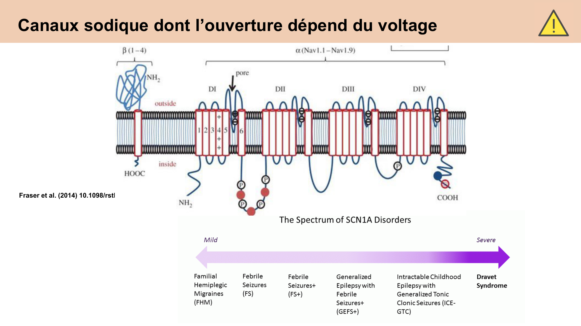 cours cellules nerveuses diversite et fonctions CARLETON 2025 page 7