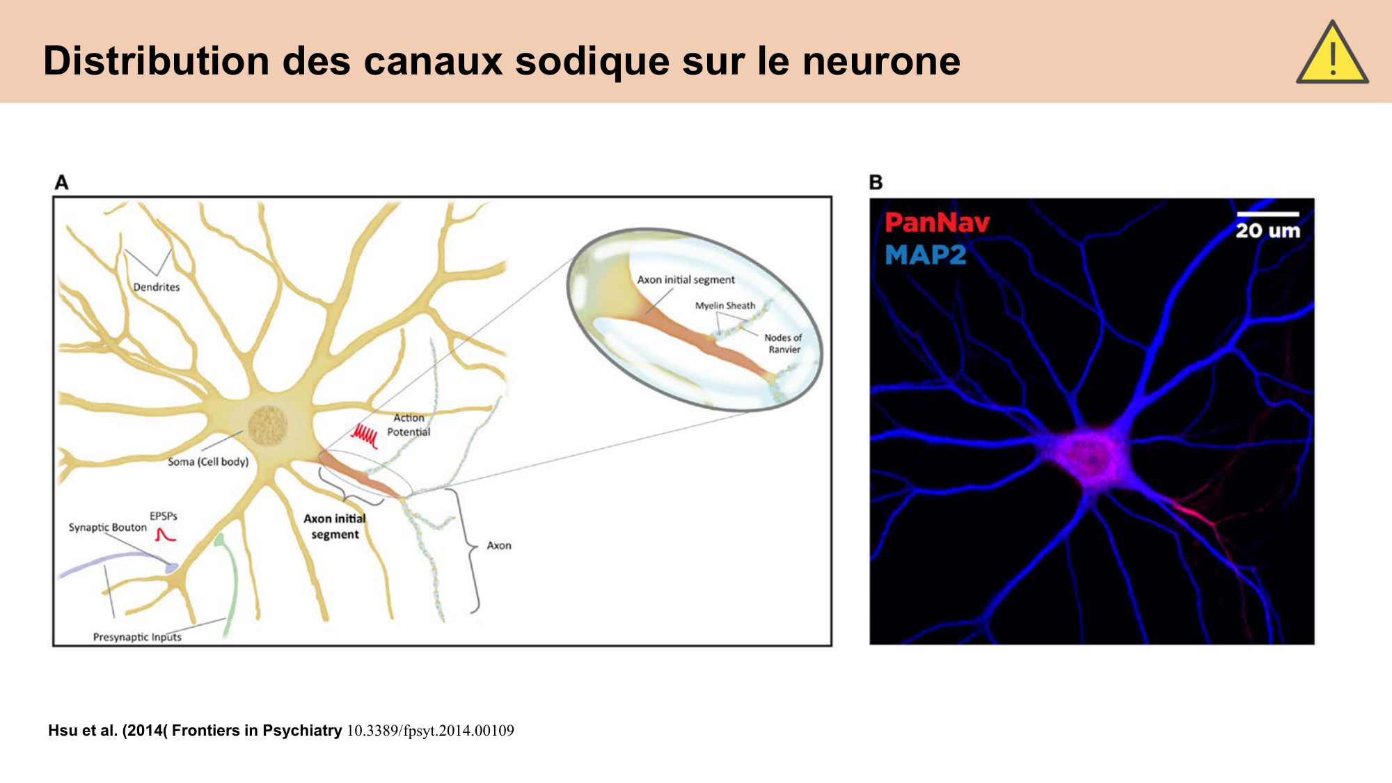 cours cellules nerveuses diversite et fonctions CARLETON 2025 page 8