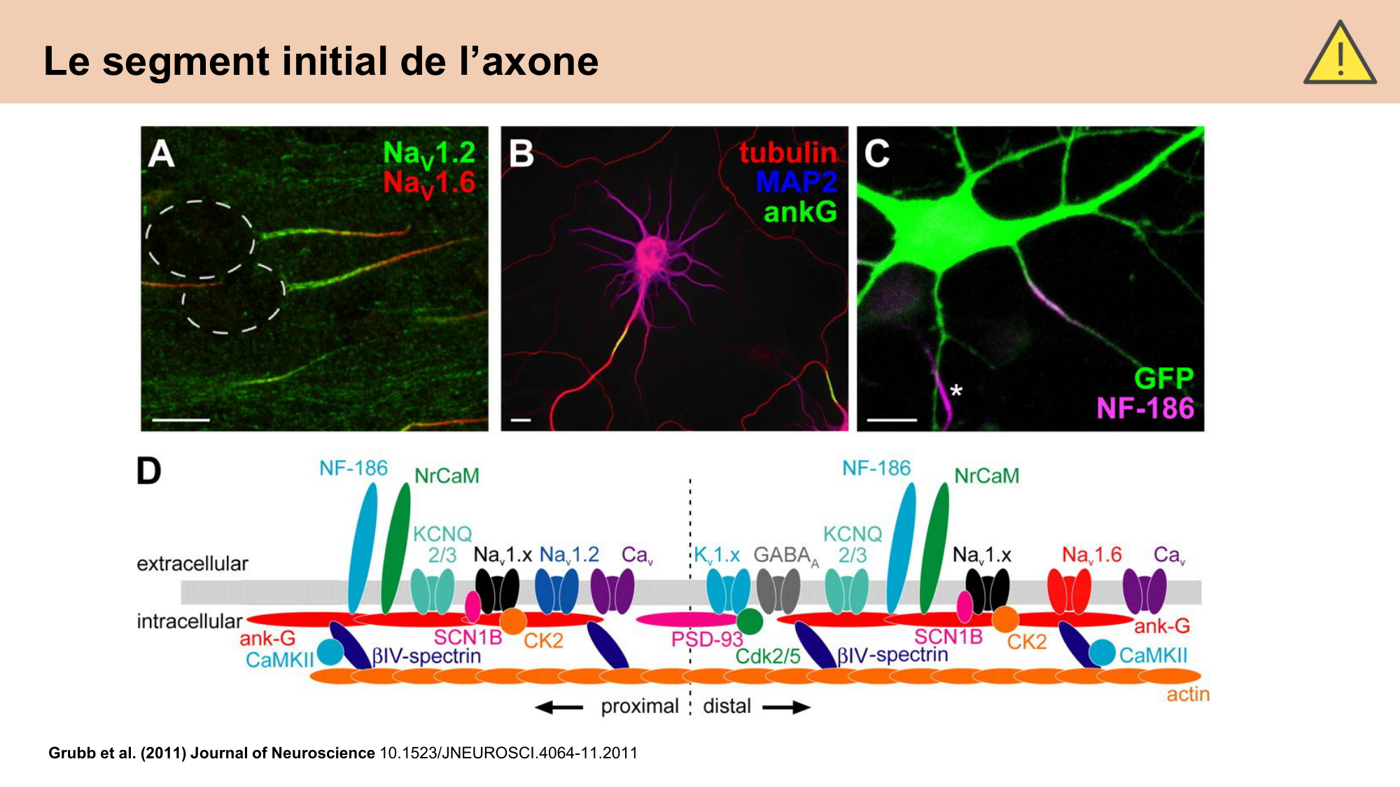 cours cellules nerveuses diversite et fonctions CARLETON 2025 page 9