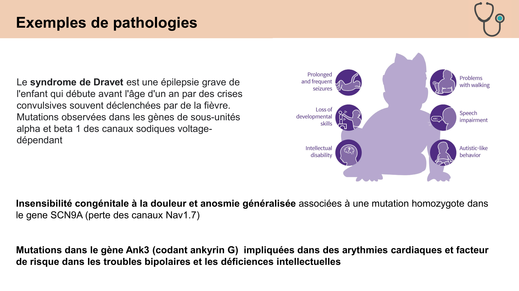 cours cellules nerveuses diversite et fonctions CARLETON 2025 page 10