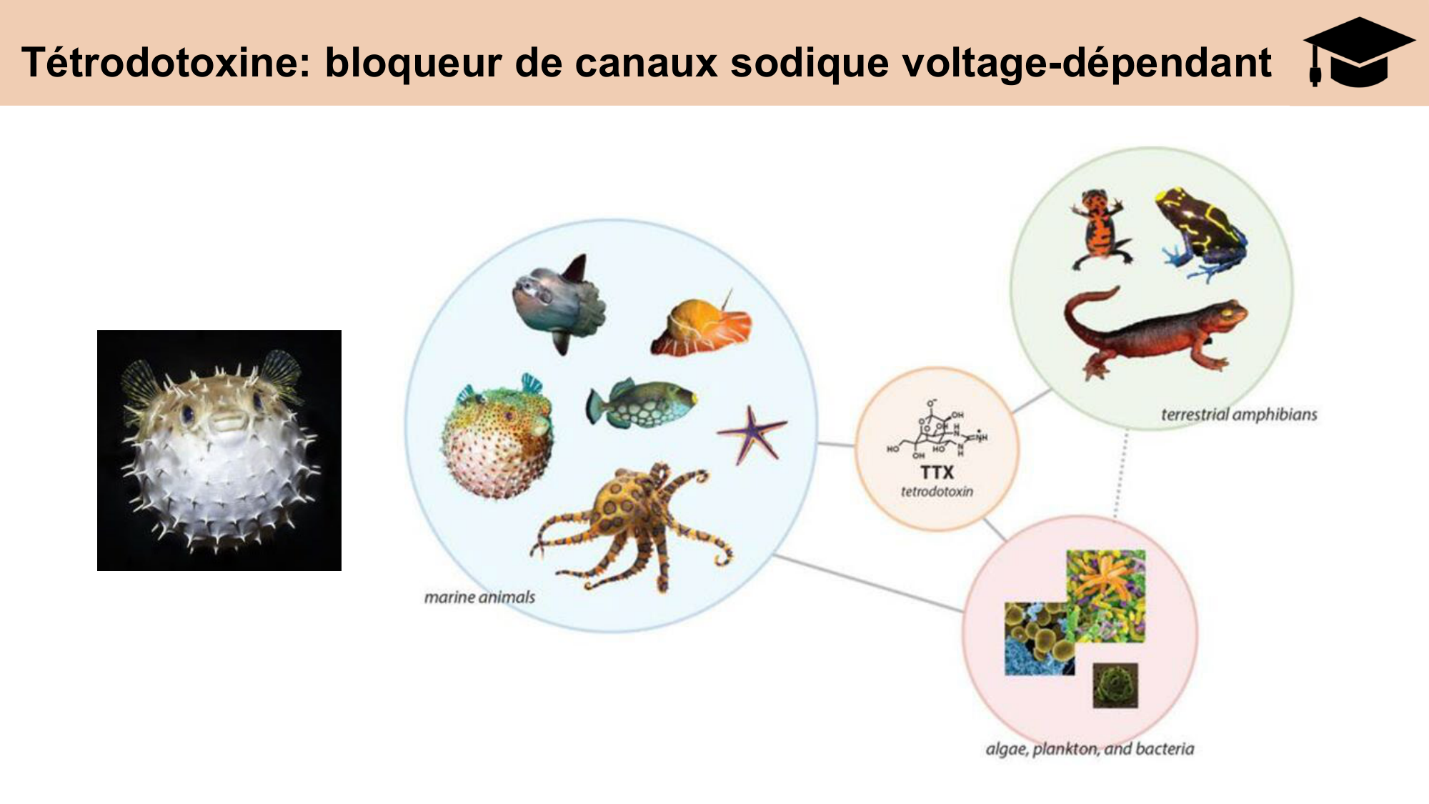 cours cellules nerveuses diversite et fonctions CARLETON 2025 page 11