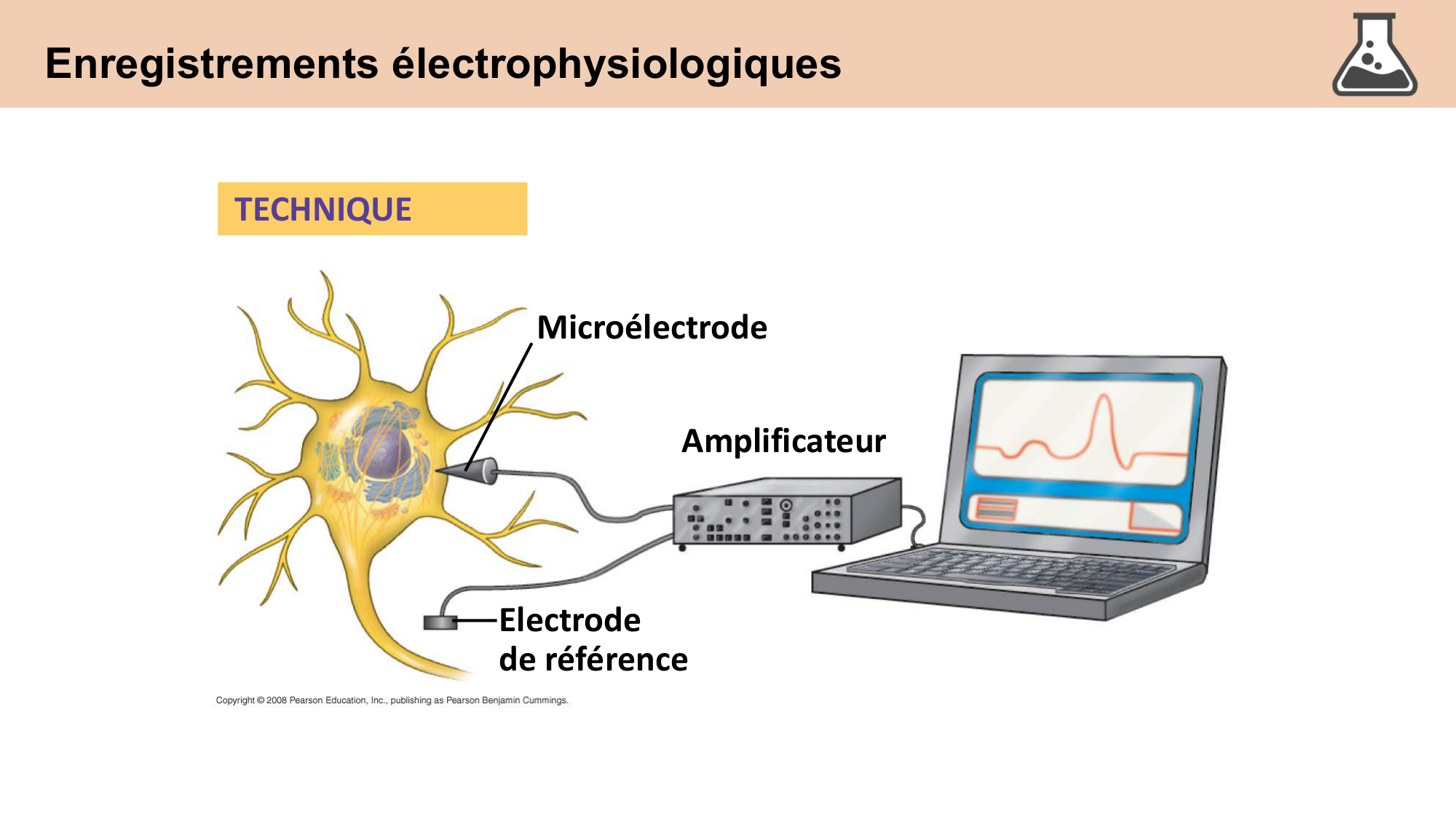 cours cellules nerveuses diversite et fonctions CARLETON 2025 page 12