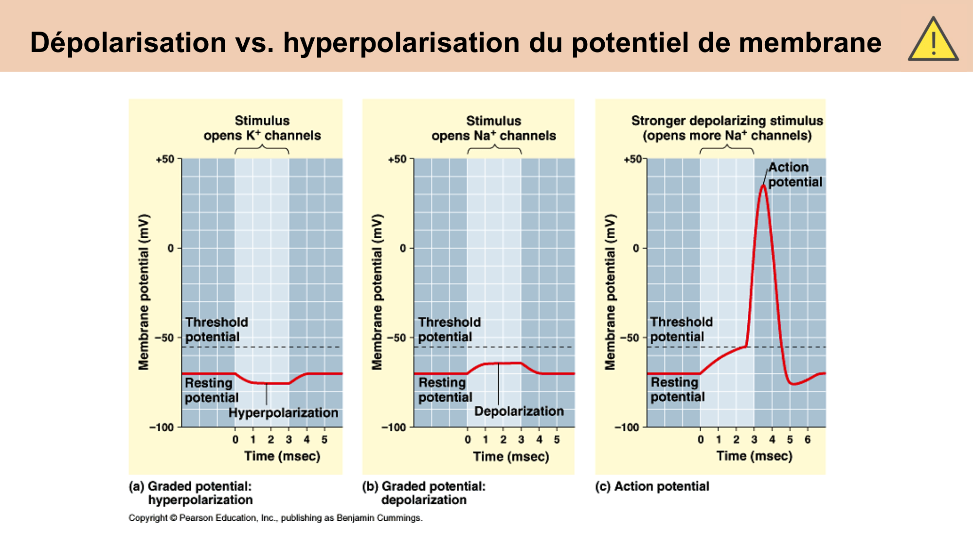 cours cellules nerveuses diversite et fonctions CARLETON 2025 page 13