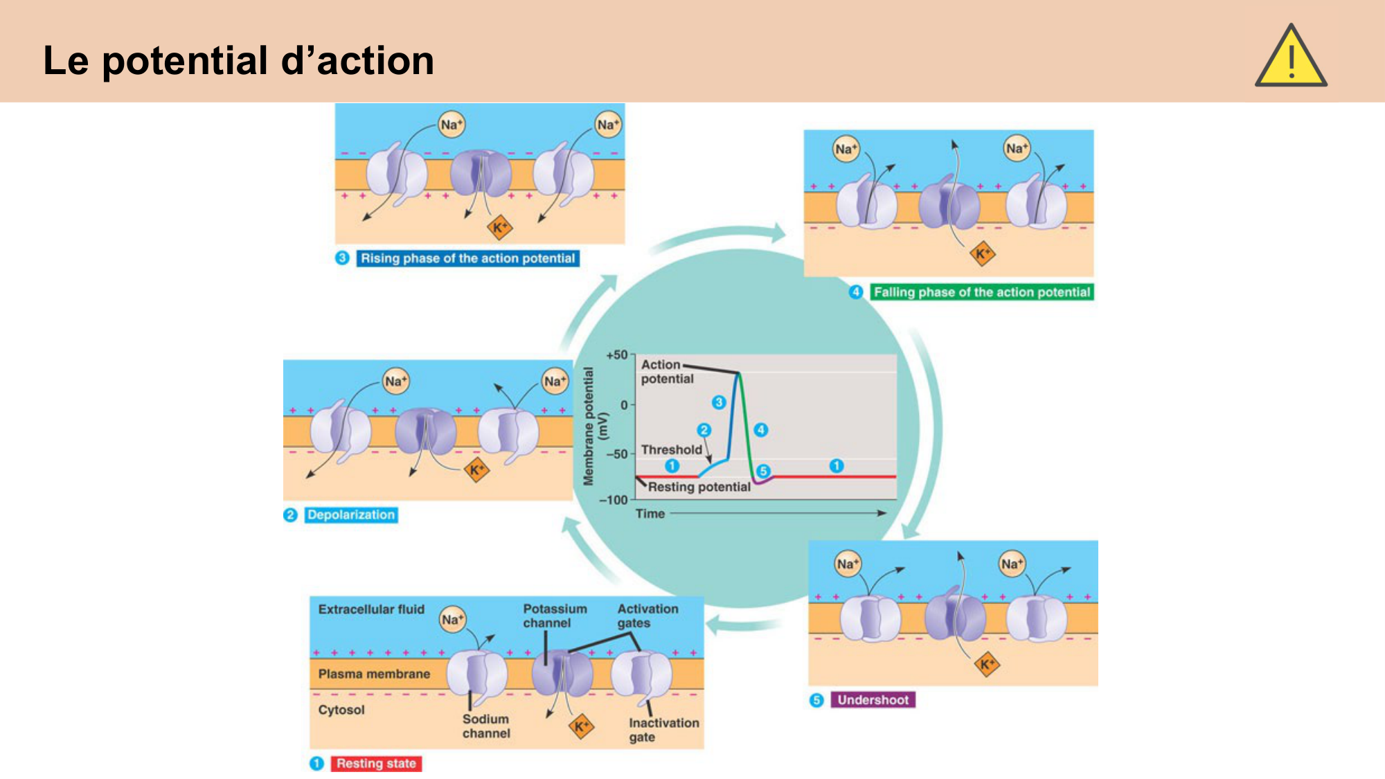 cours cellules nerveuses diversite et fonctions CARLETON 2025 page 14