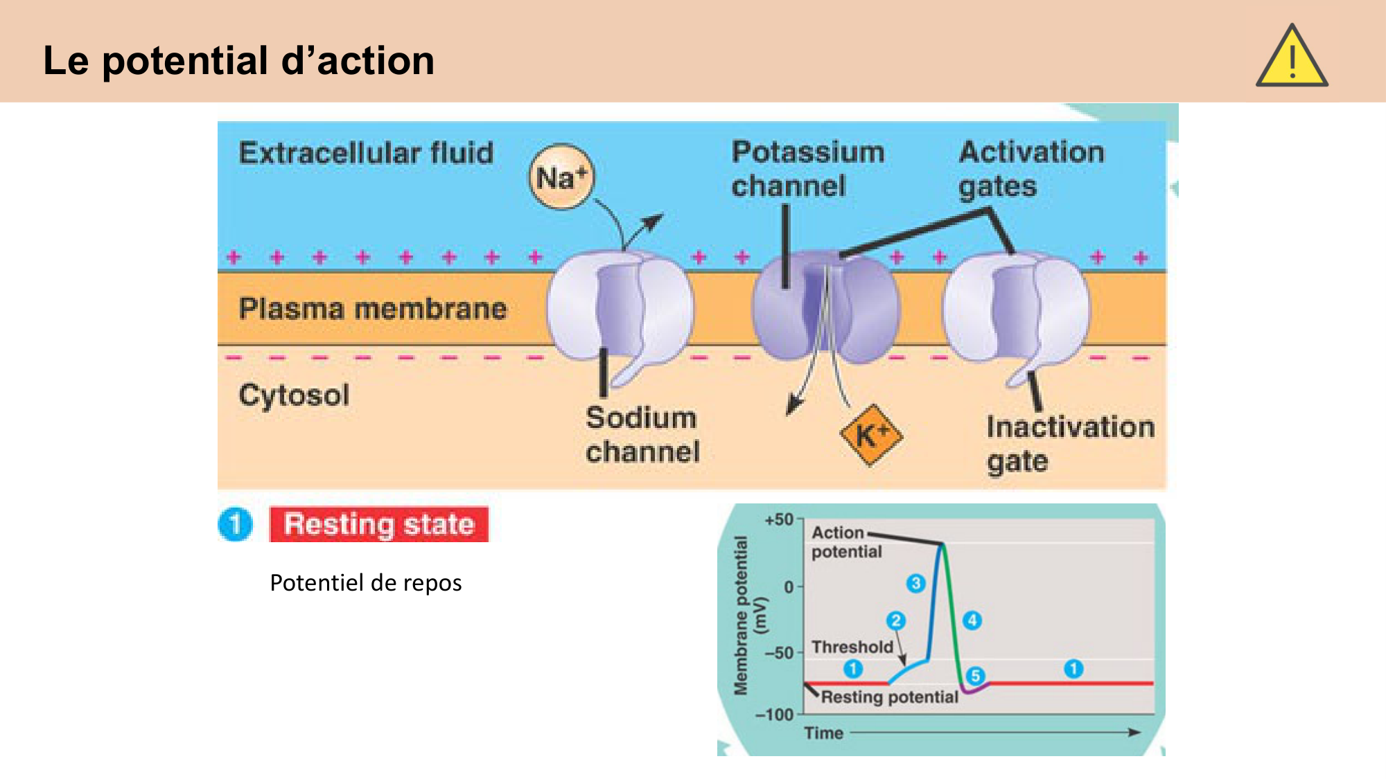 cours cellules nerveuses diversite et fonctions CARLETON 2025 page 15