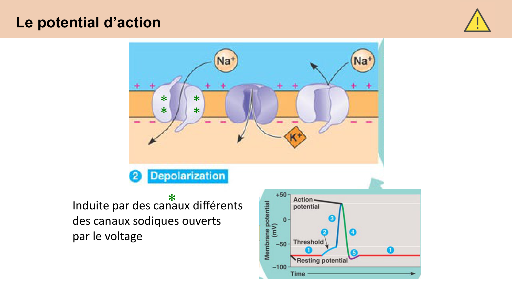 cours cellules nerveuses diversite et fonctions CARLETON 2025 page 16