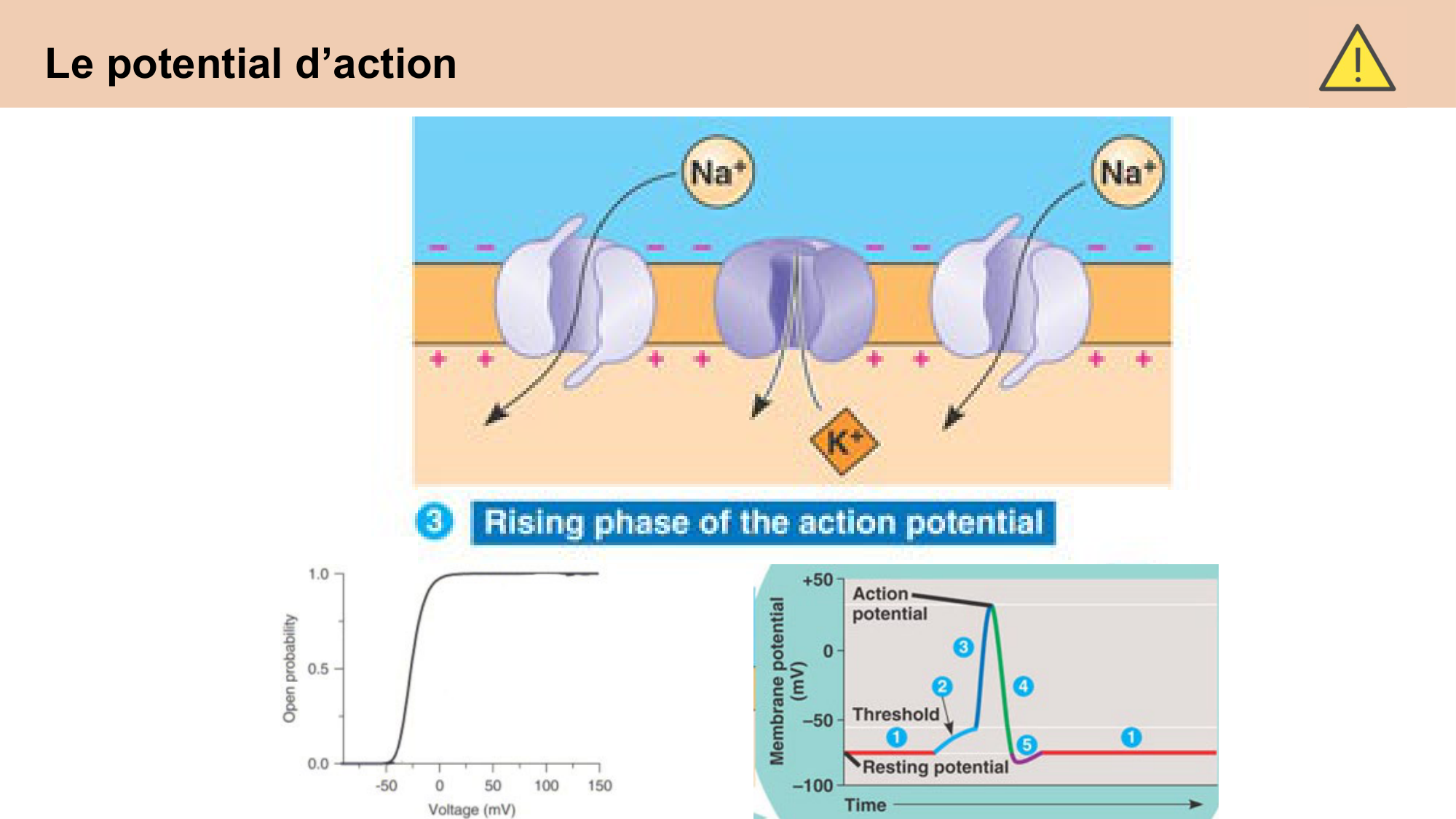 cours cellules nerveuses diversite et fonctions CARLETON 2025 page 17