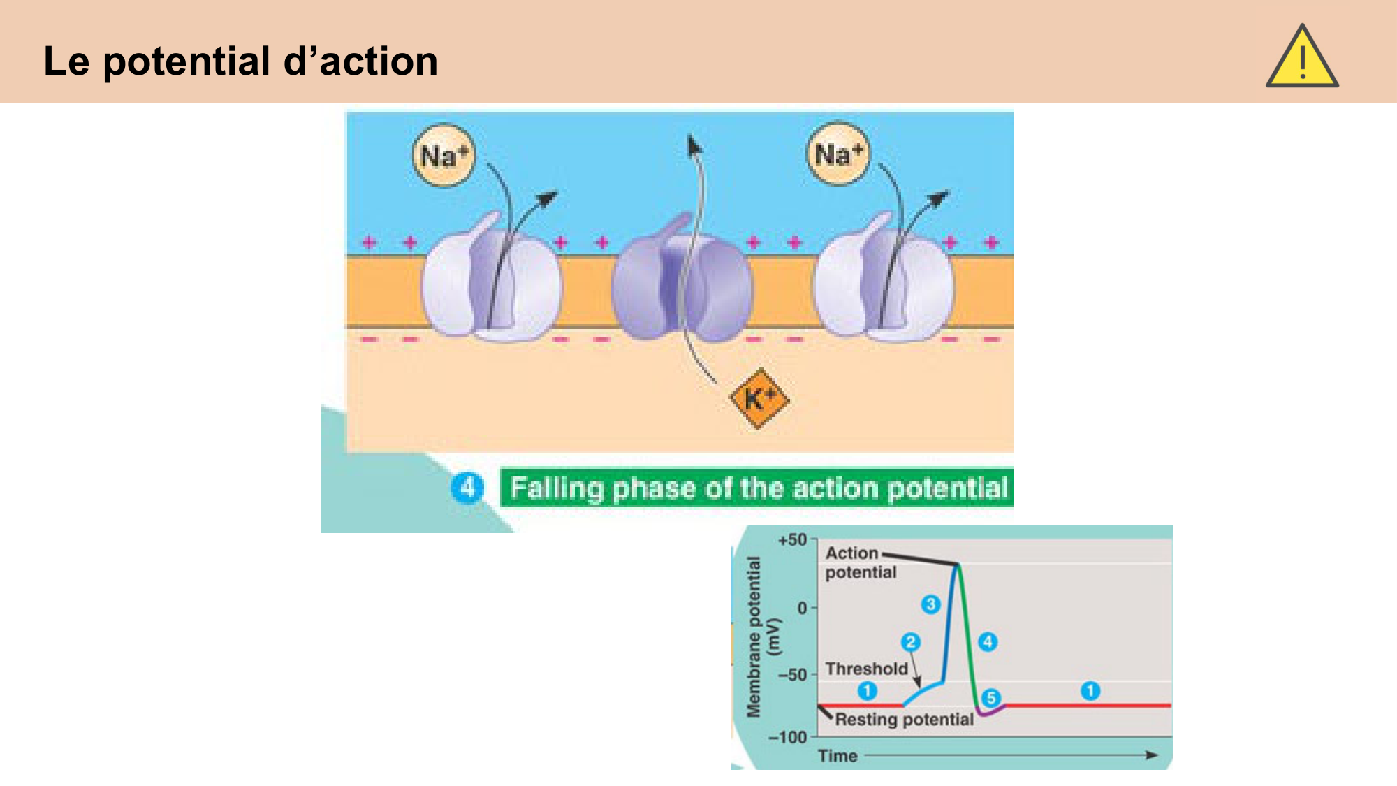 cours cellules nerveuses diversite et fonctions CARLETON 2025 page 18