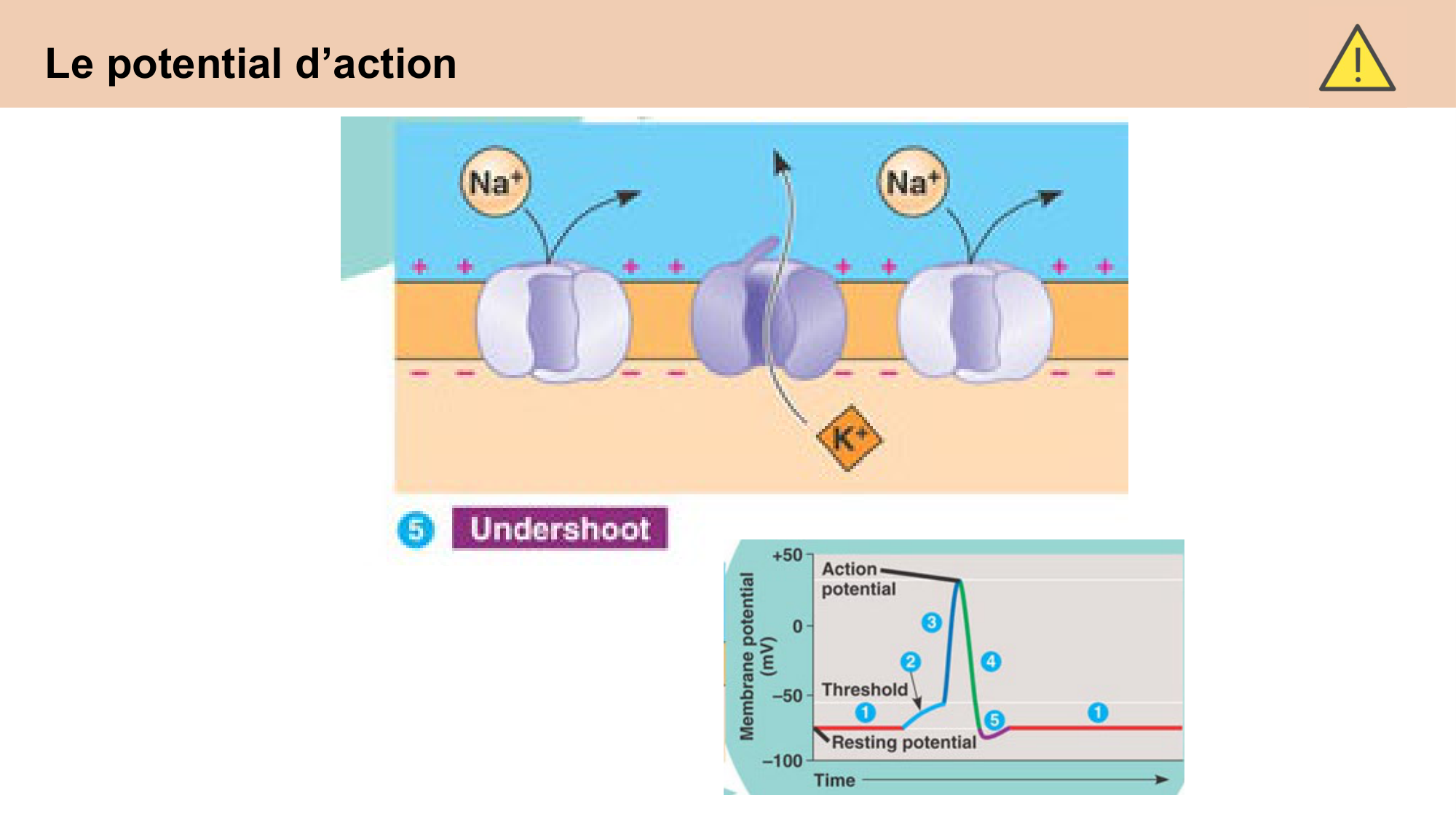 cours cellules nerveuses diversite et fonctions CARLETON 2025 page 19