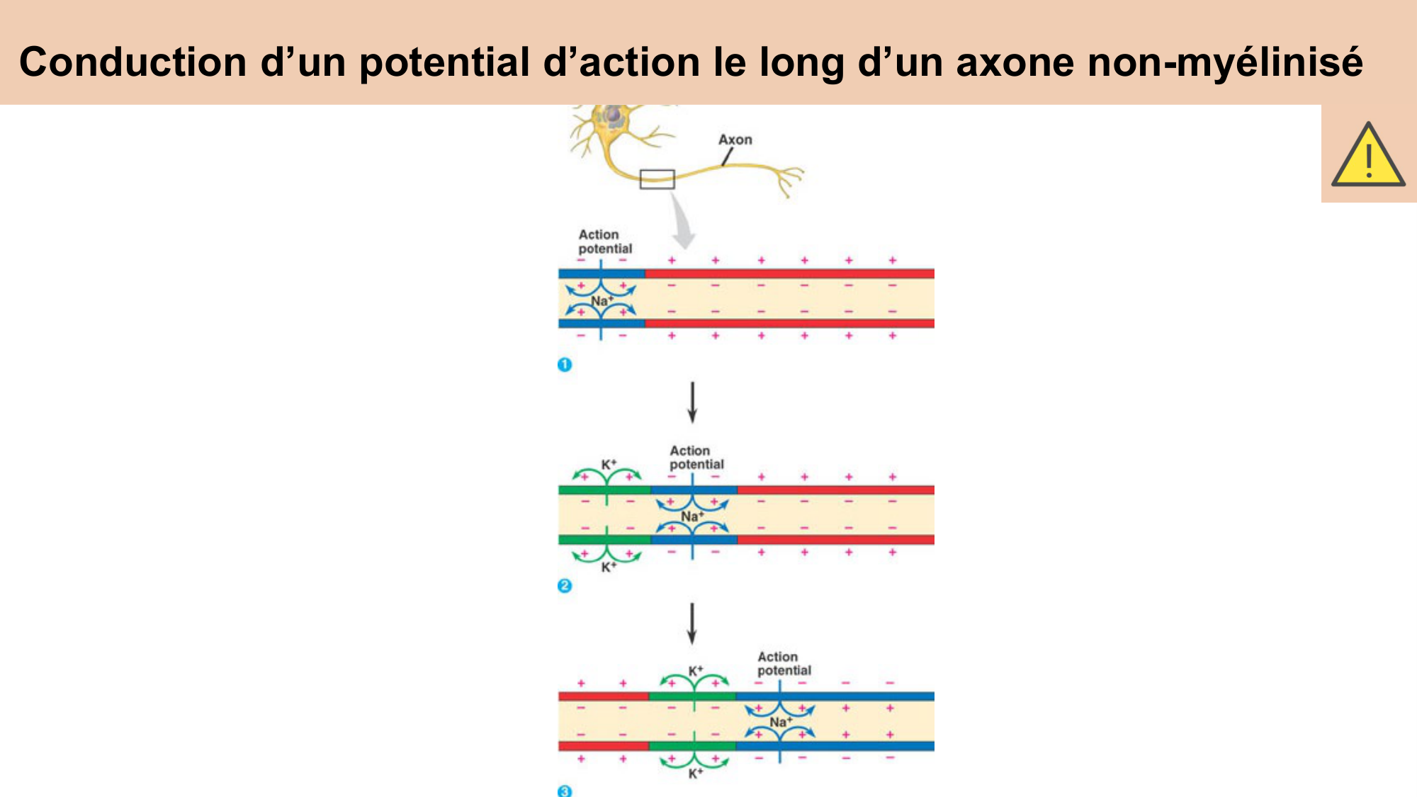 cours cellules nerveuses diversite et fonctions CARLETON 2025 page 21