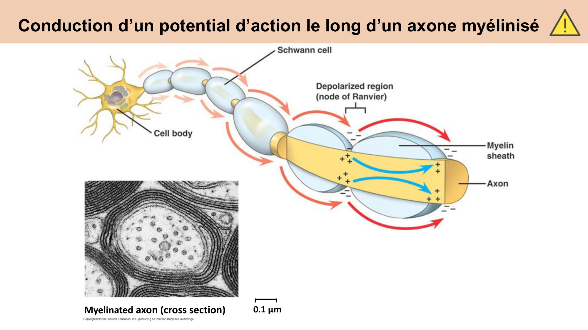 cours cellules nerveuses diversite et fonctions CARLETON 2025 page 22