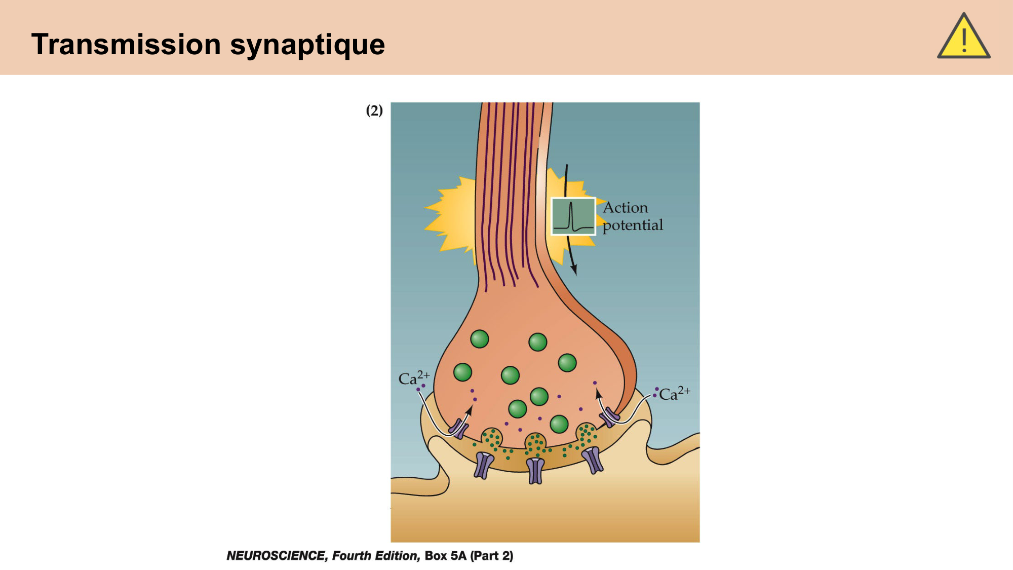 cours cellules nerveuses diversite et fonctions CARLETON 2025 page 24