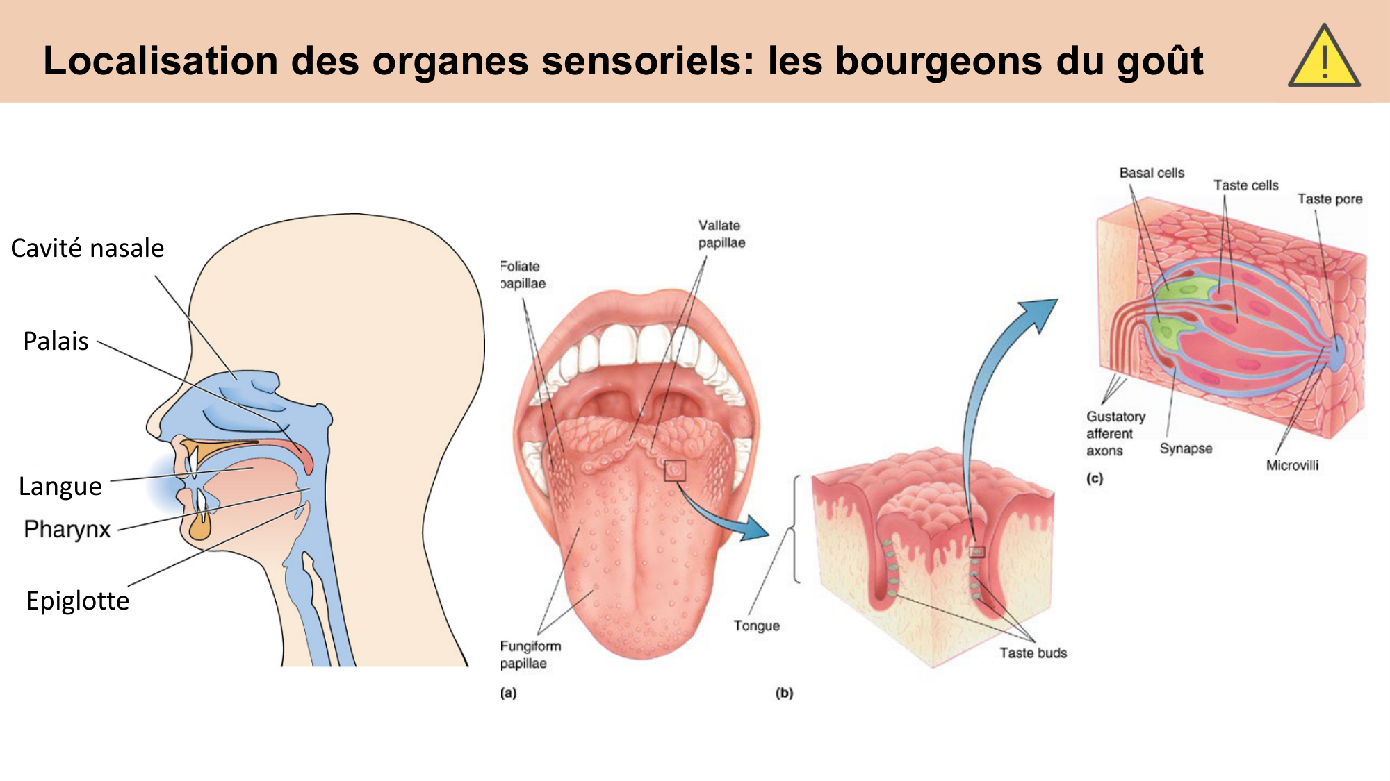 cours sens chimiques CARLETON 2025 page 4
