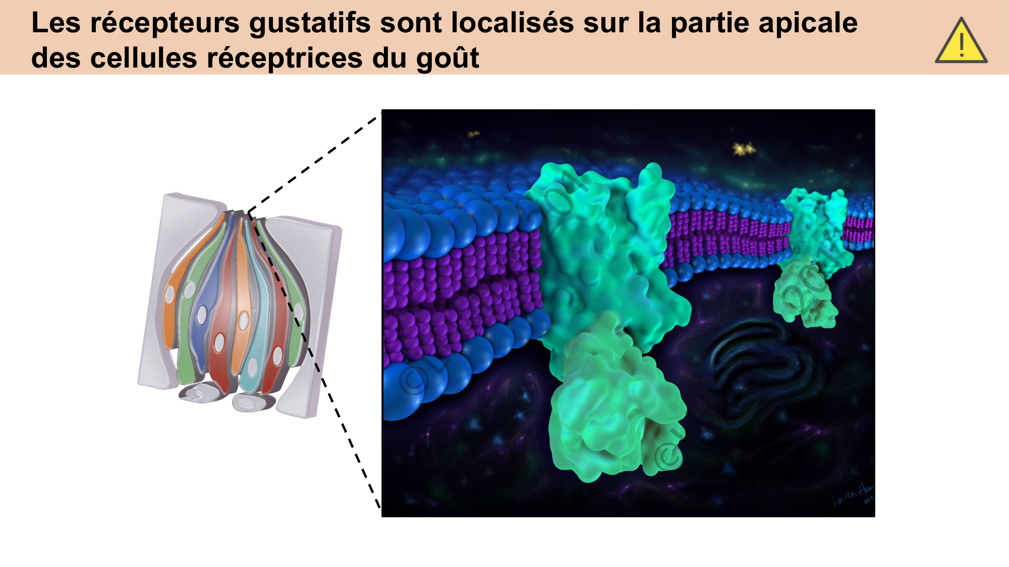 cours sens chimiques CARLETON 2025 page 6