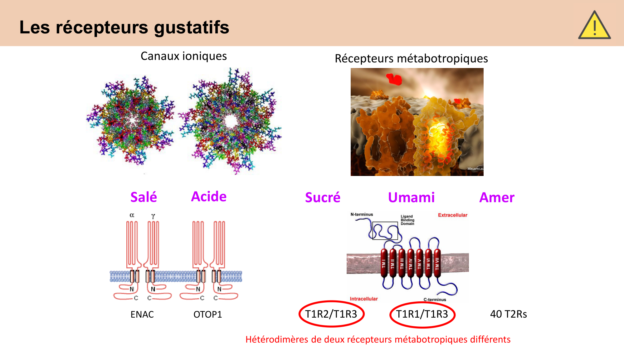 cours sens chimiques CARLETON 2025 page 7