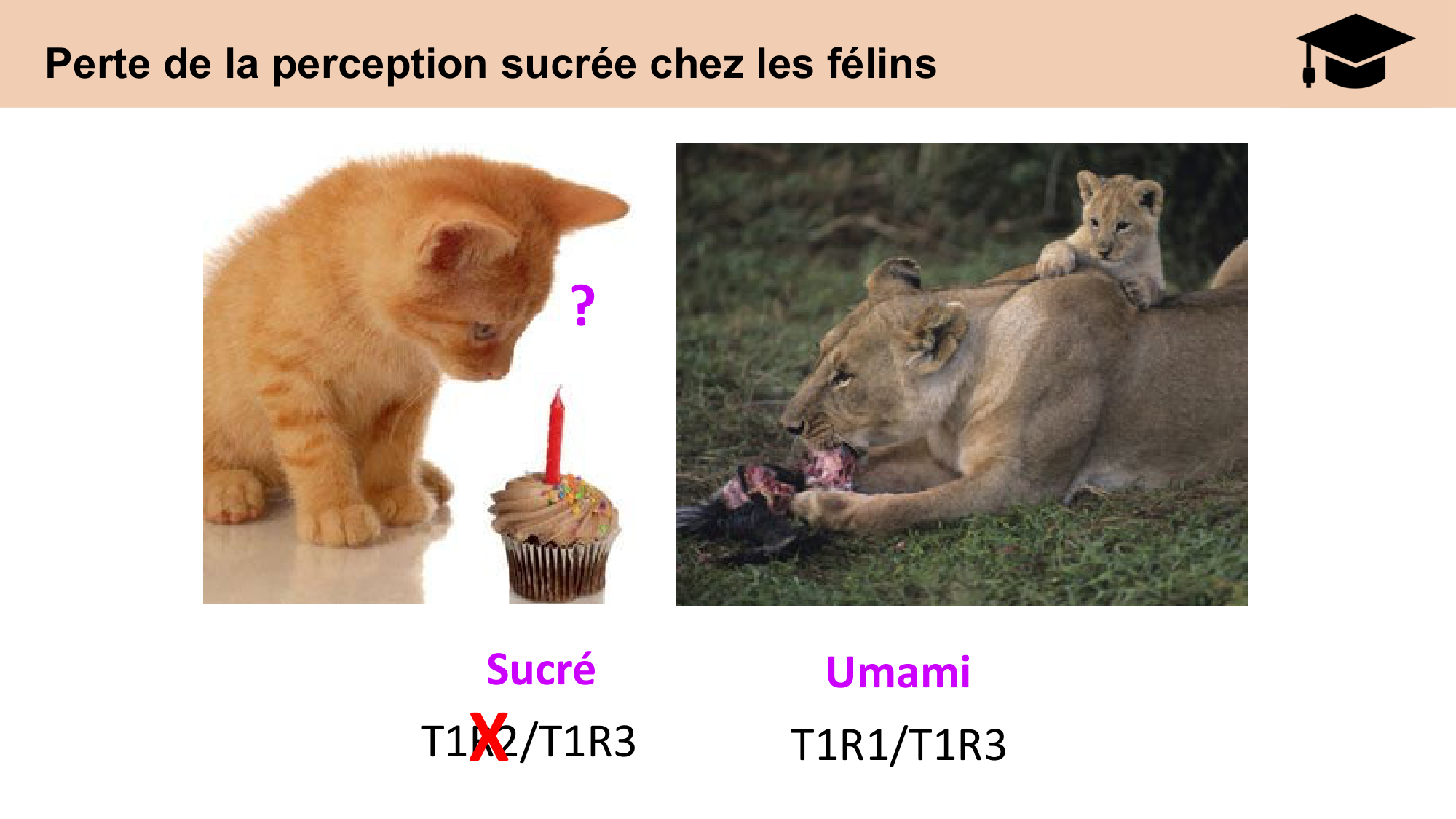 cours sens chimiques CARLETON 2025 page 8