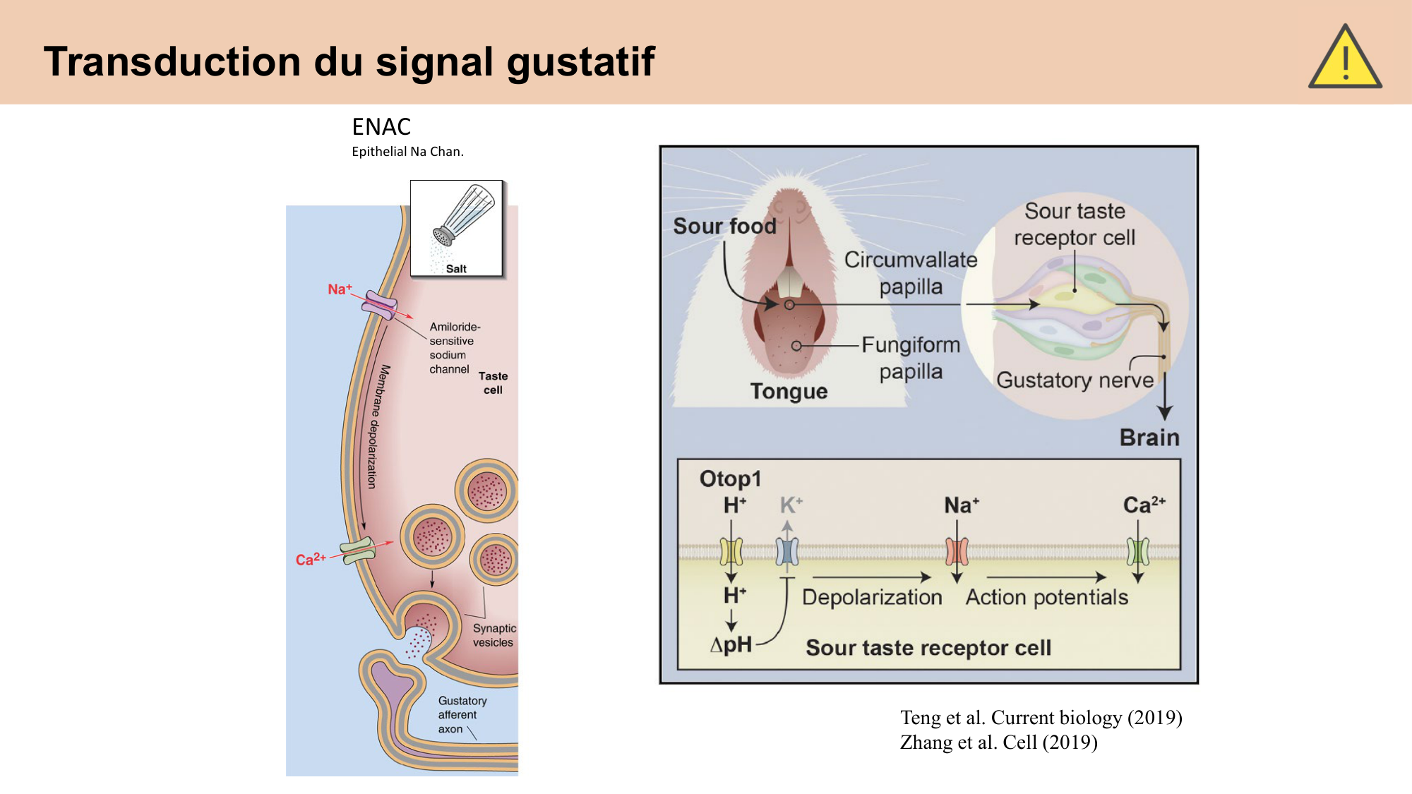 cours sens chimiques CARLETON 2025 page 9