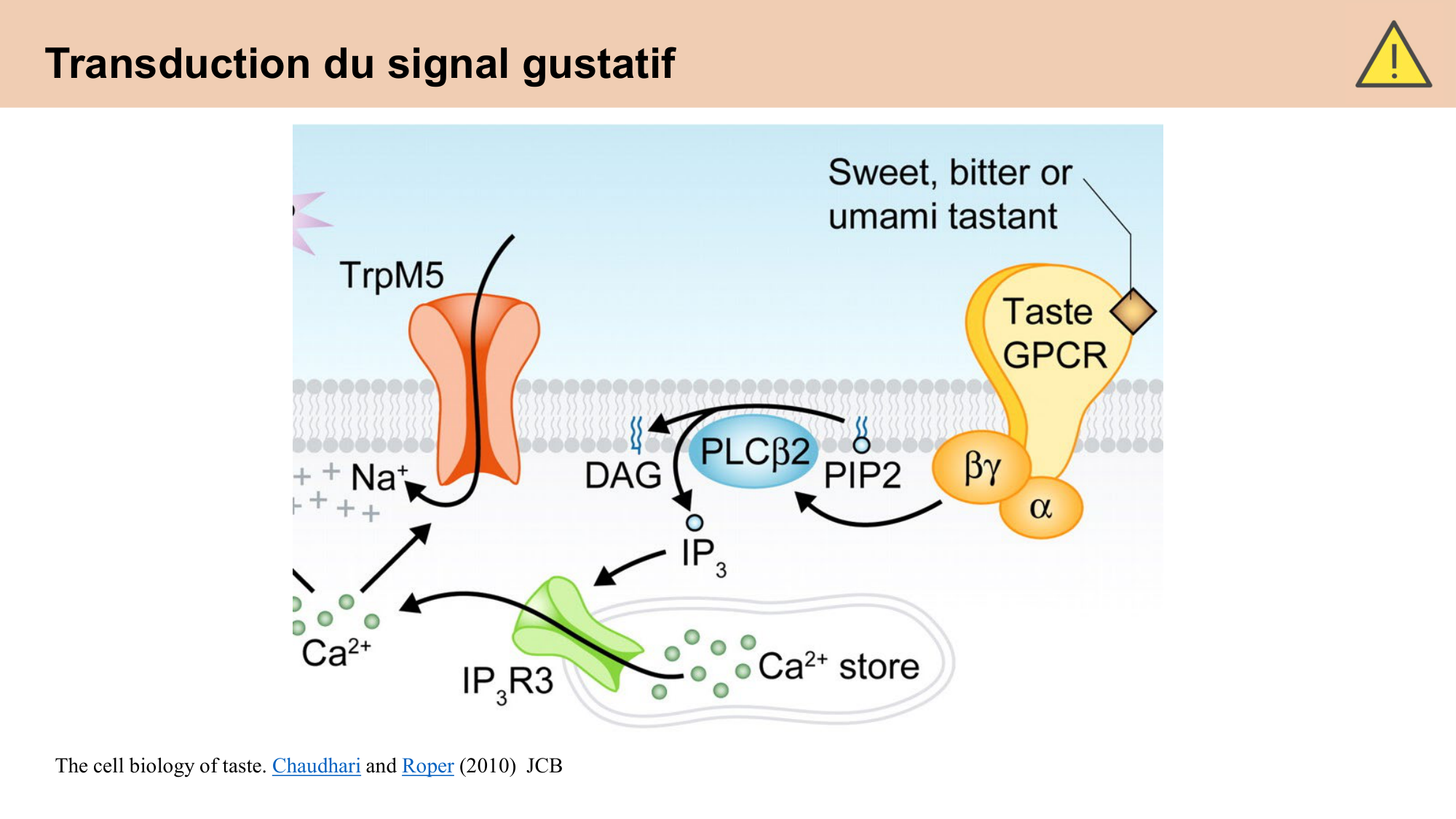 cours sens chimiques CARLETON 2025 page 10