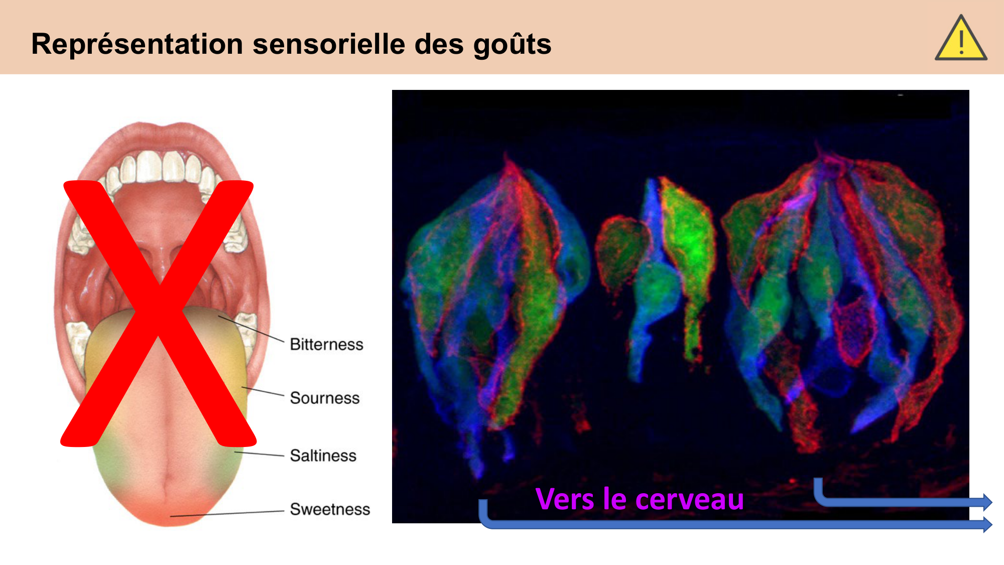 cours sens chimiques CARLETON 2025 page 11