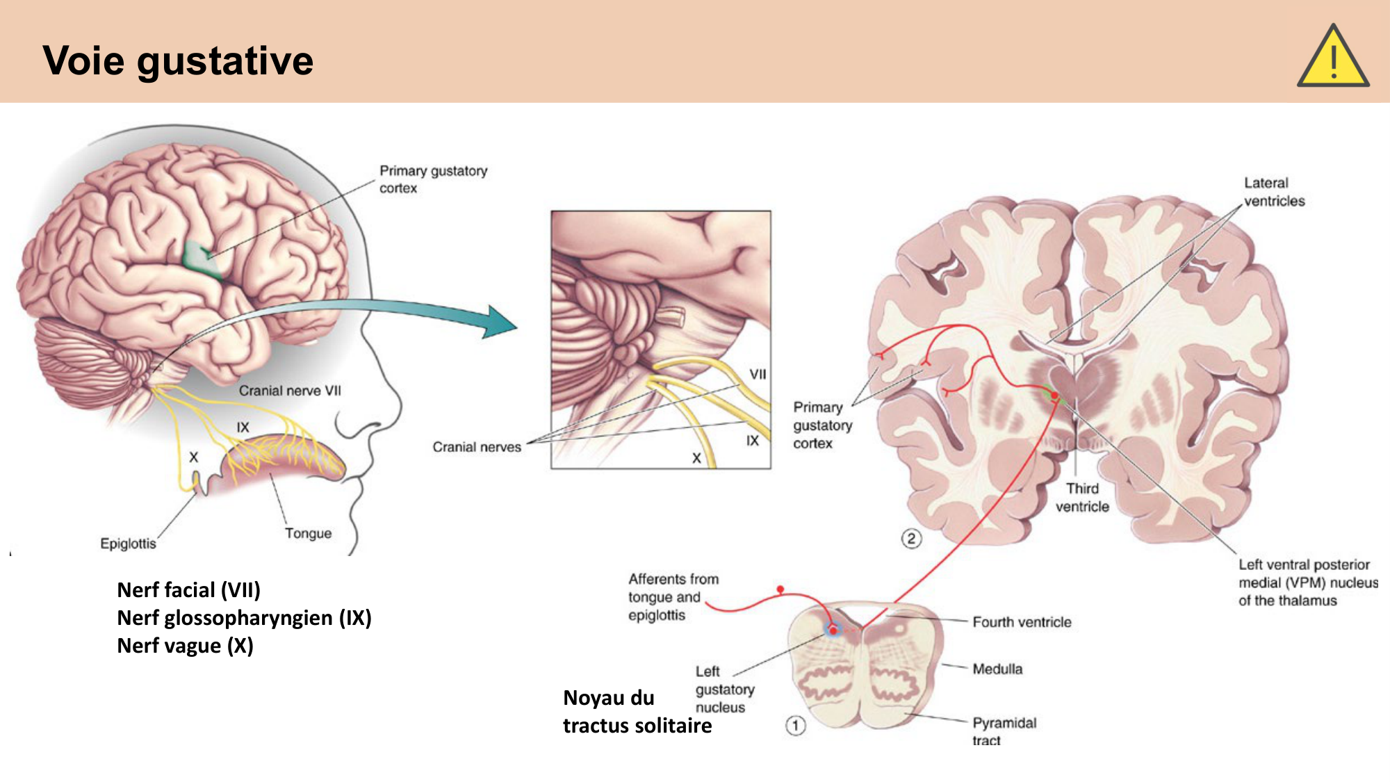 cours sens chimiques CARLETON 2025 page 12