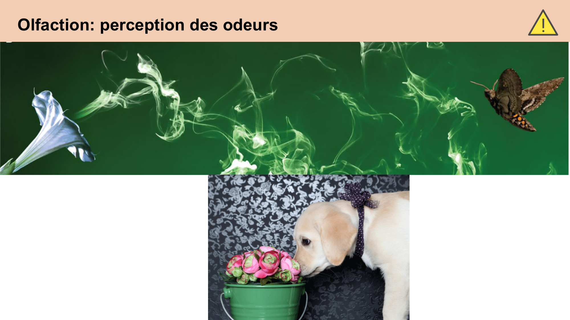 cours sens chimiques CARLETON 2025 page 13